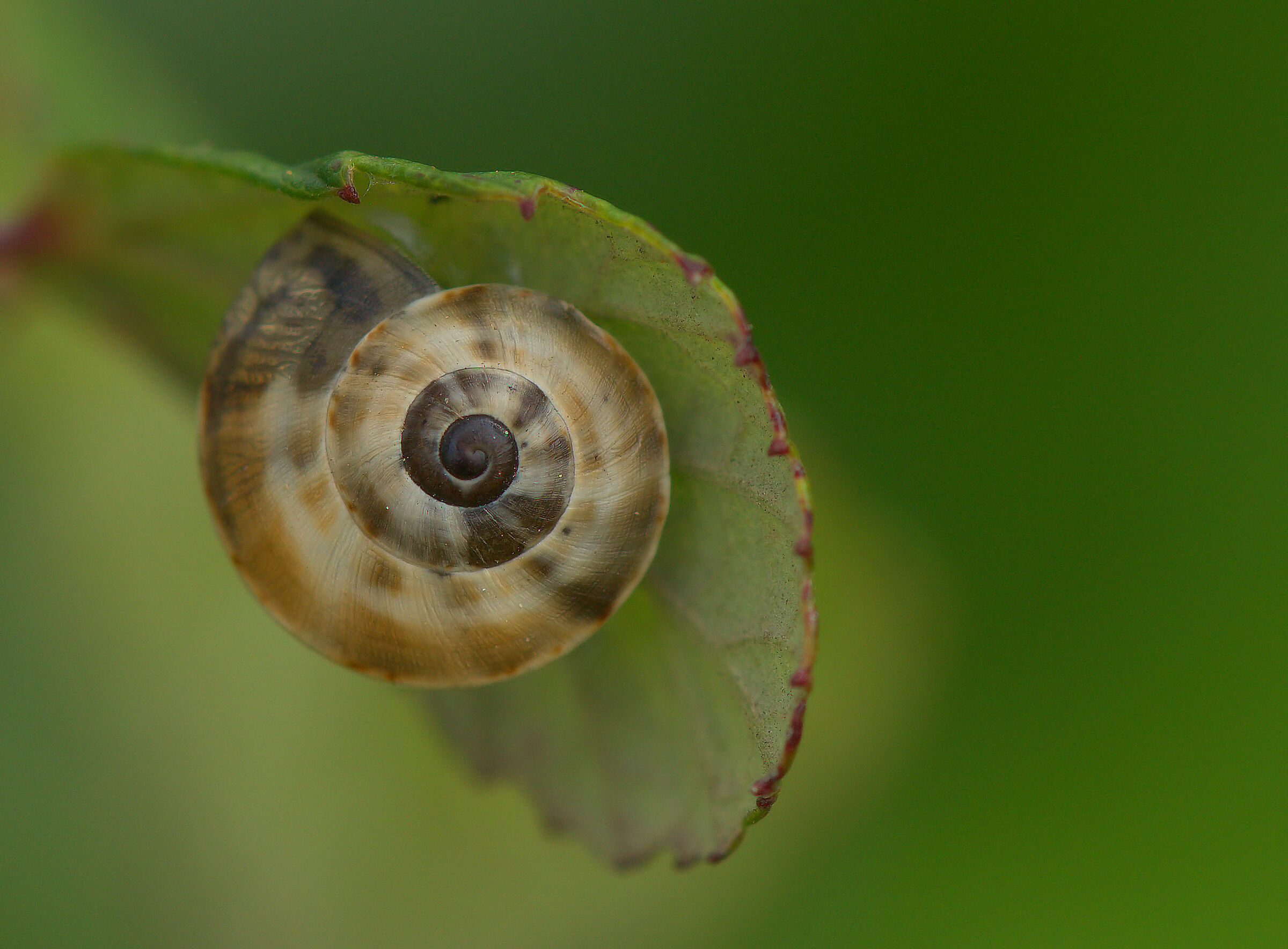 Snail