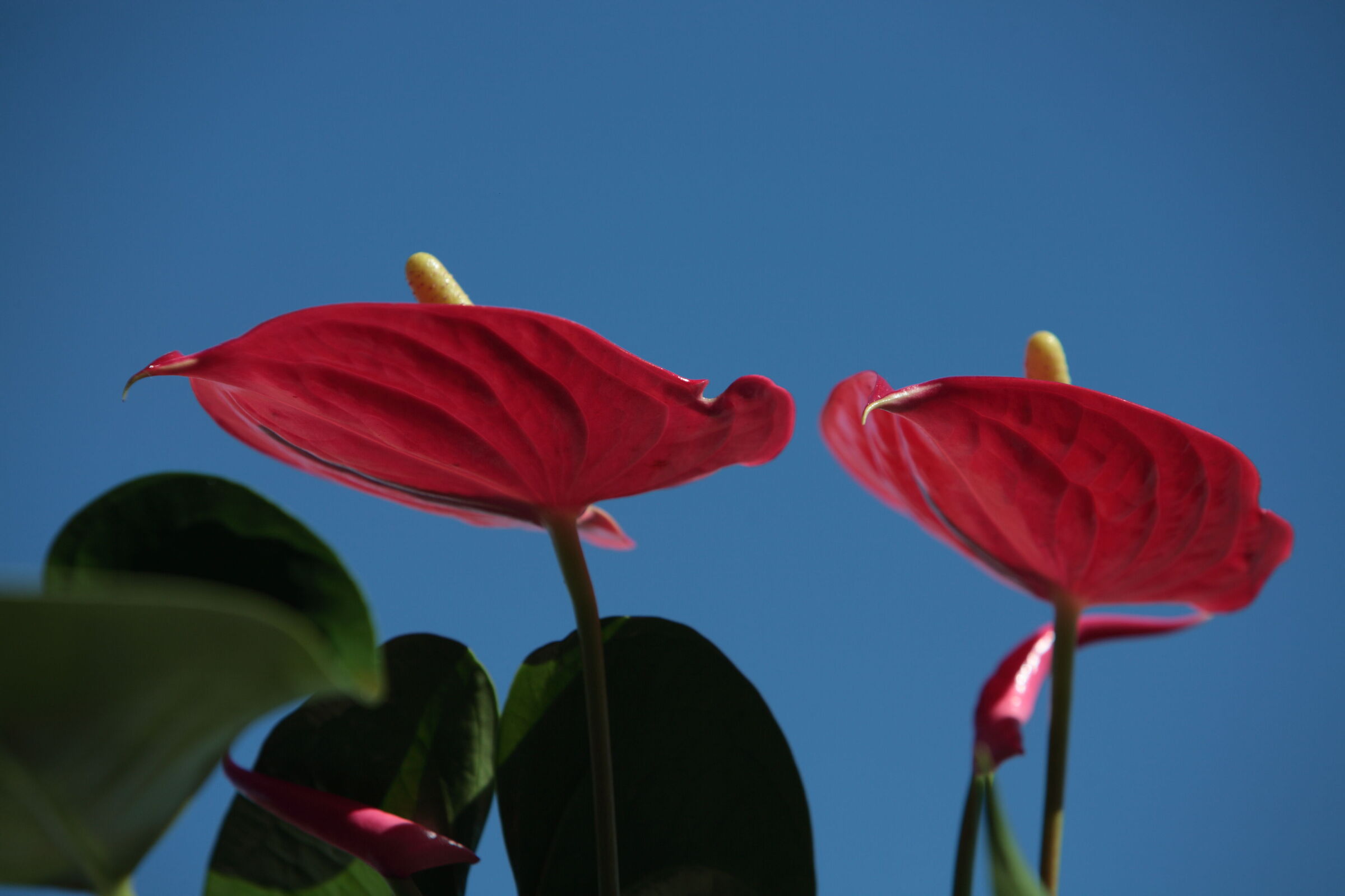 anthurium
