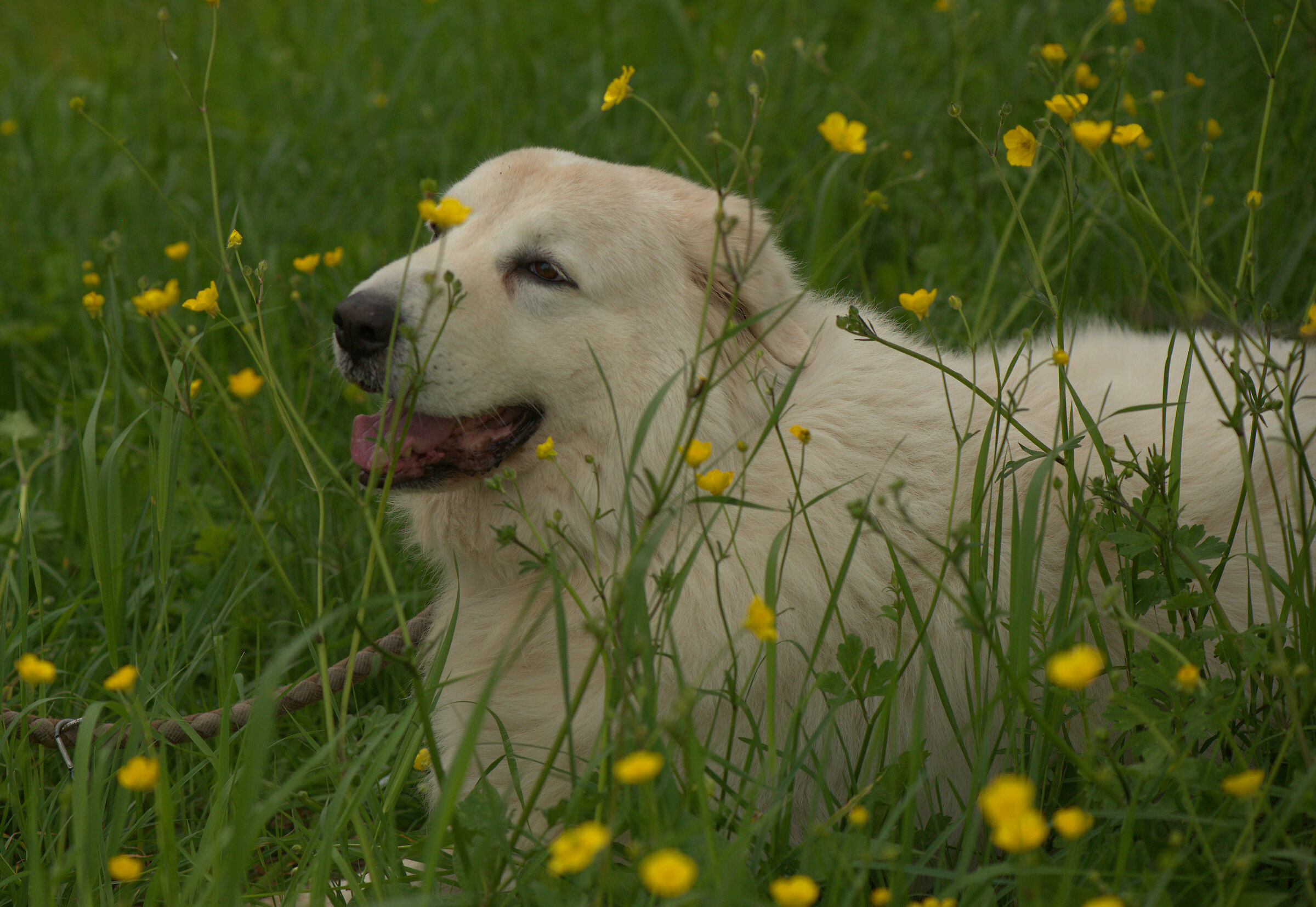 Abruzzo Shepherd