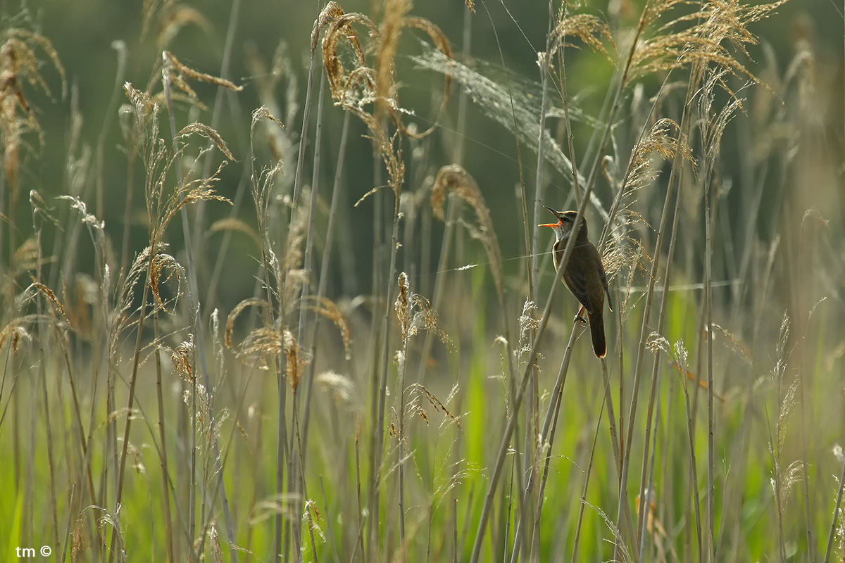 Warbler Canterino set