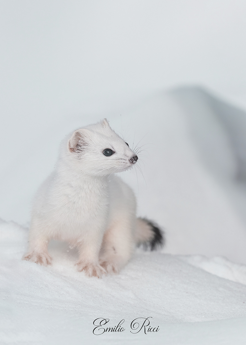 Ermine