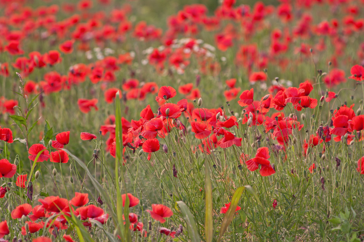 Field of poppies