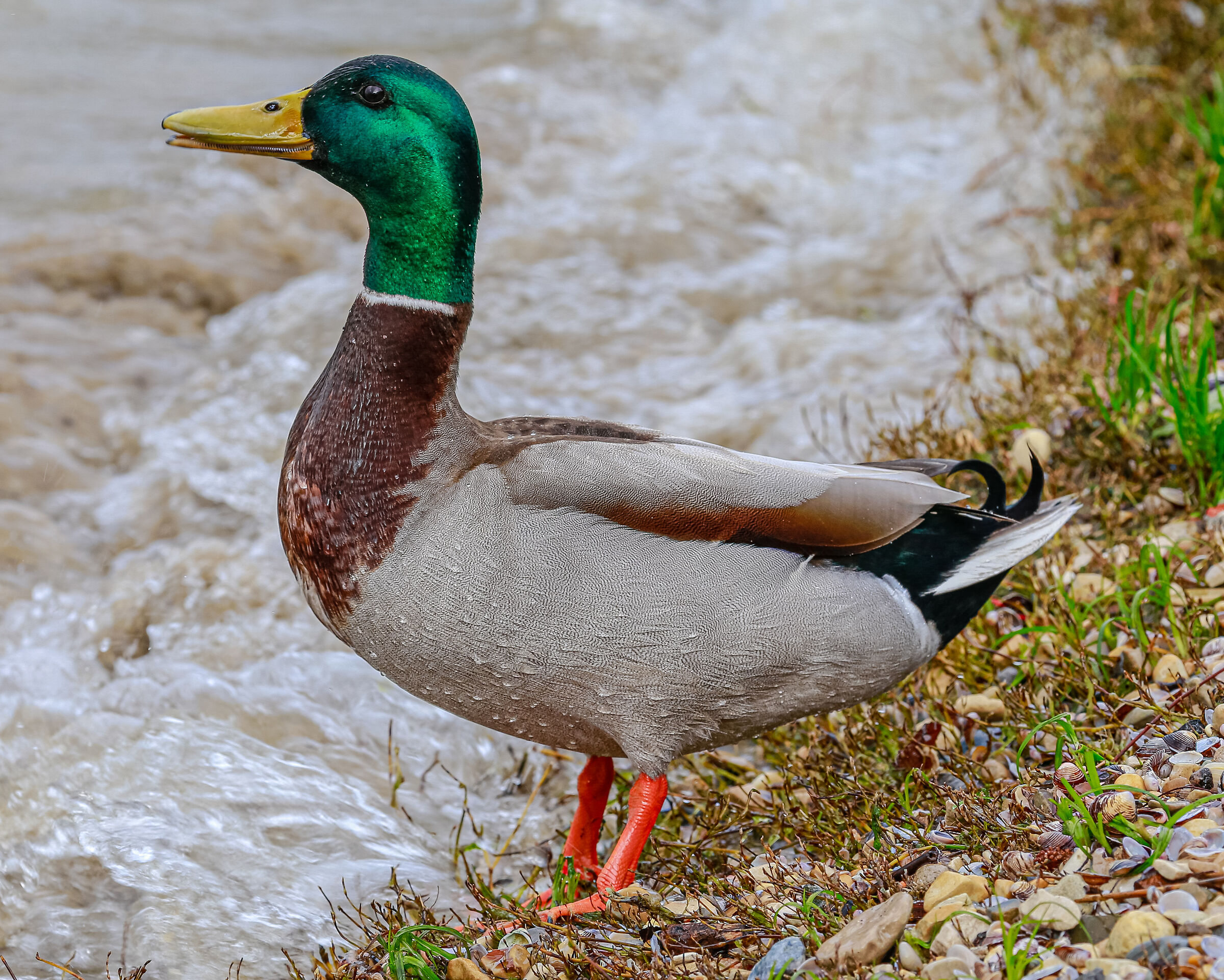 Mallard