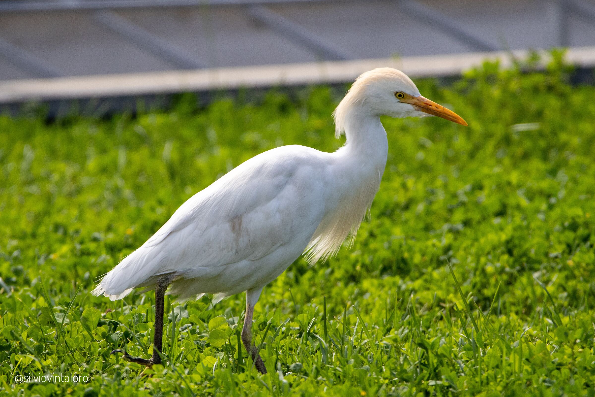 Cattle Egret, Savona