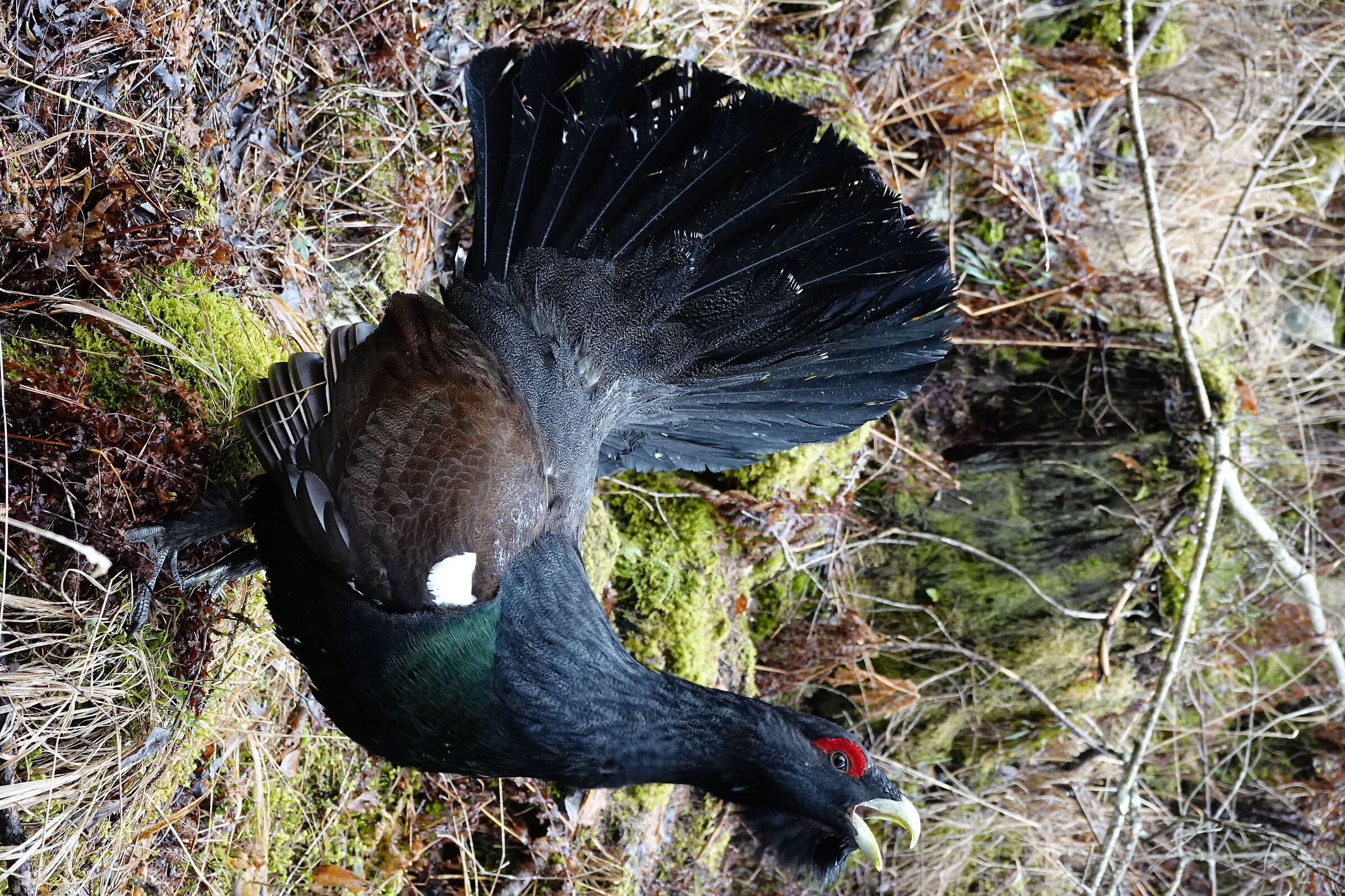 GROUSE