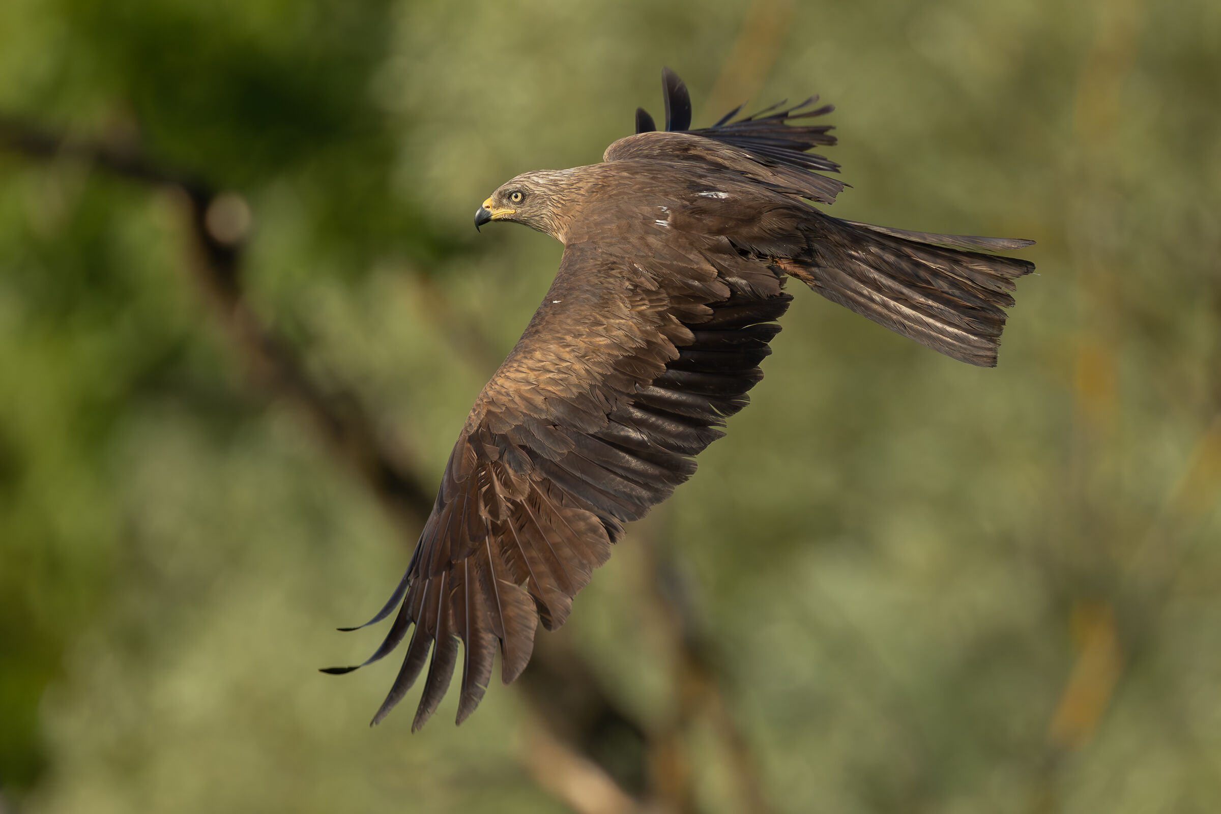 black kite