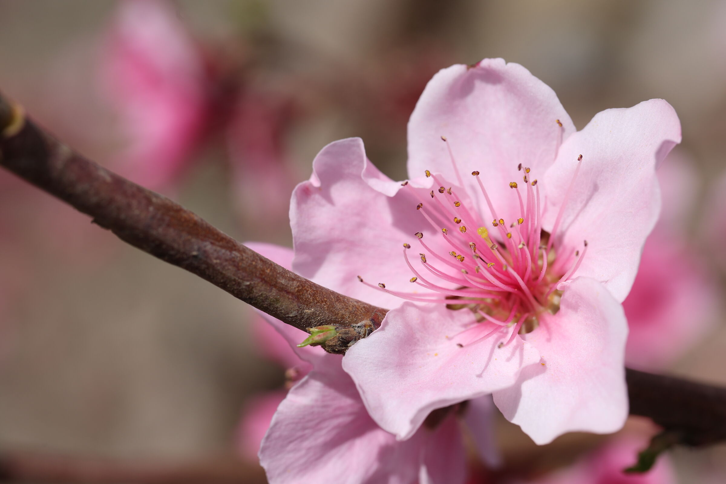 Peach blossoms 4