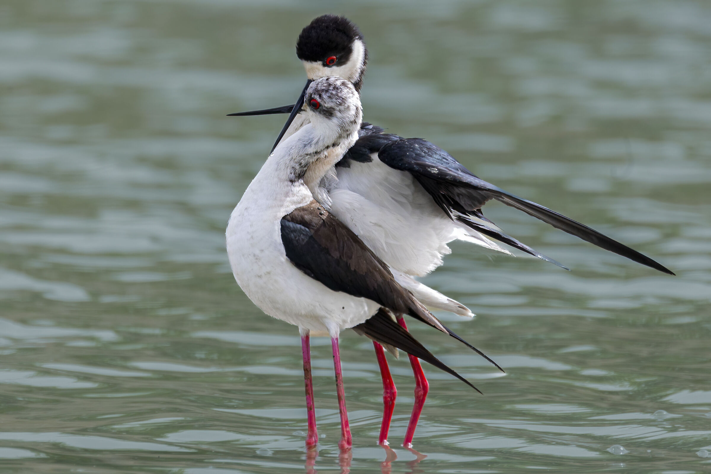amarsi un po'...cavalieri d'Italia