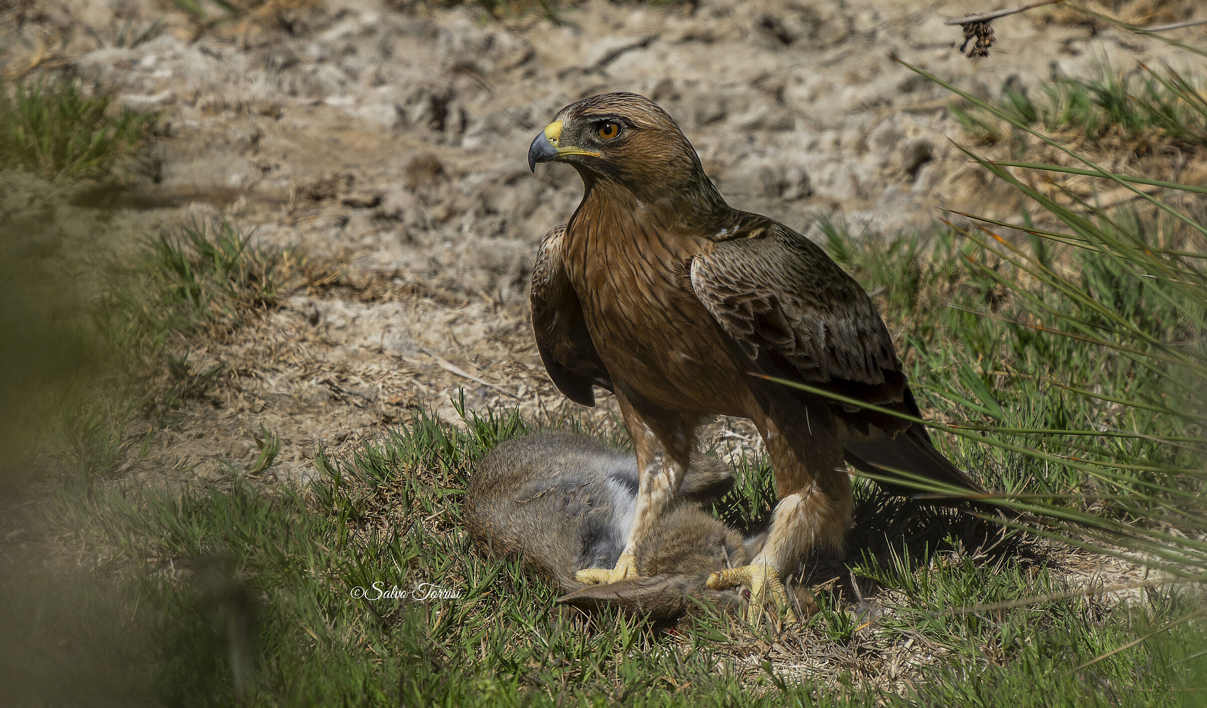 Eagle Minor: dark morphism with prey