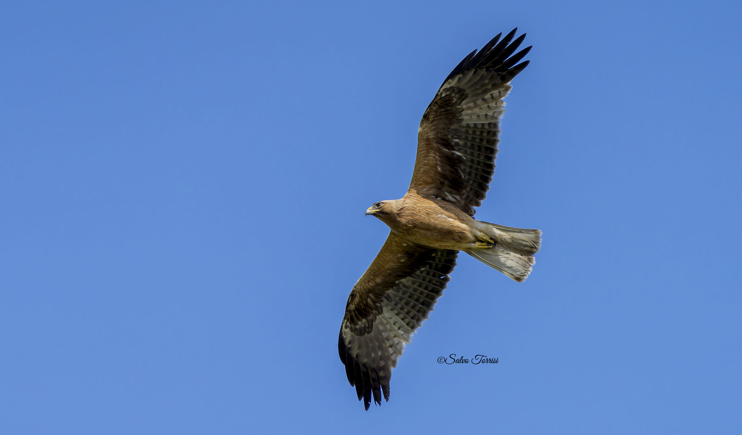 Eagle Minor: dark morphism