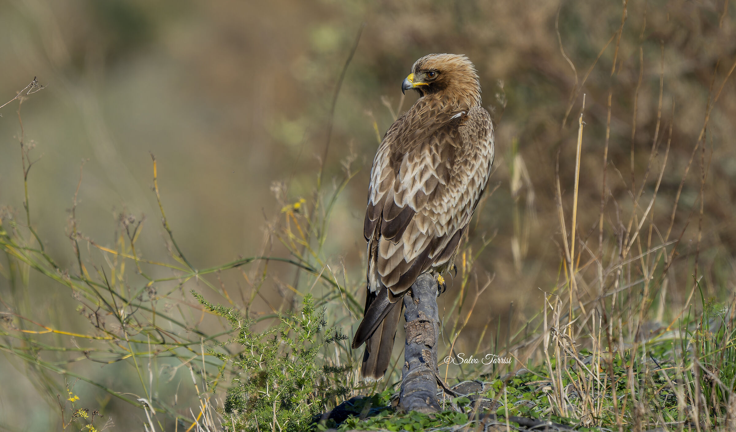 Eagle Minor: dark morphism