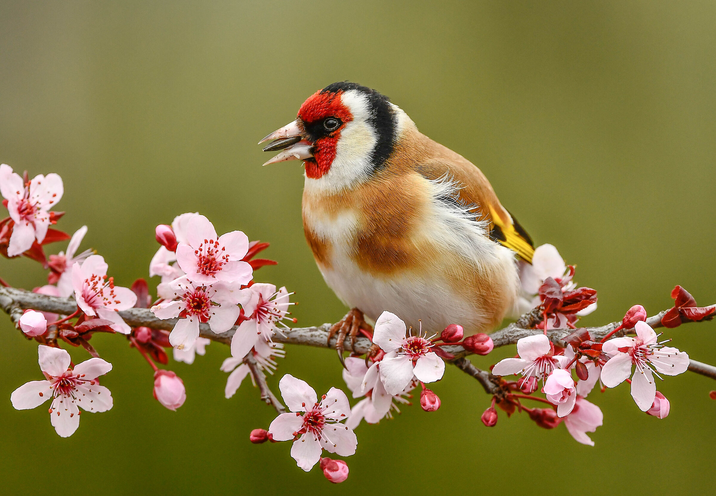 Cardellino
