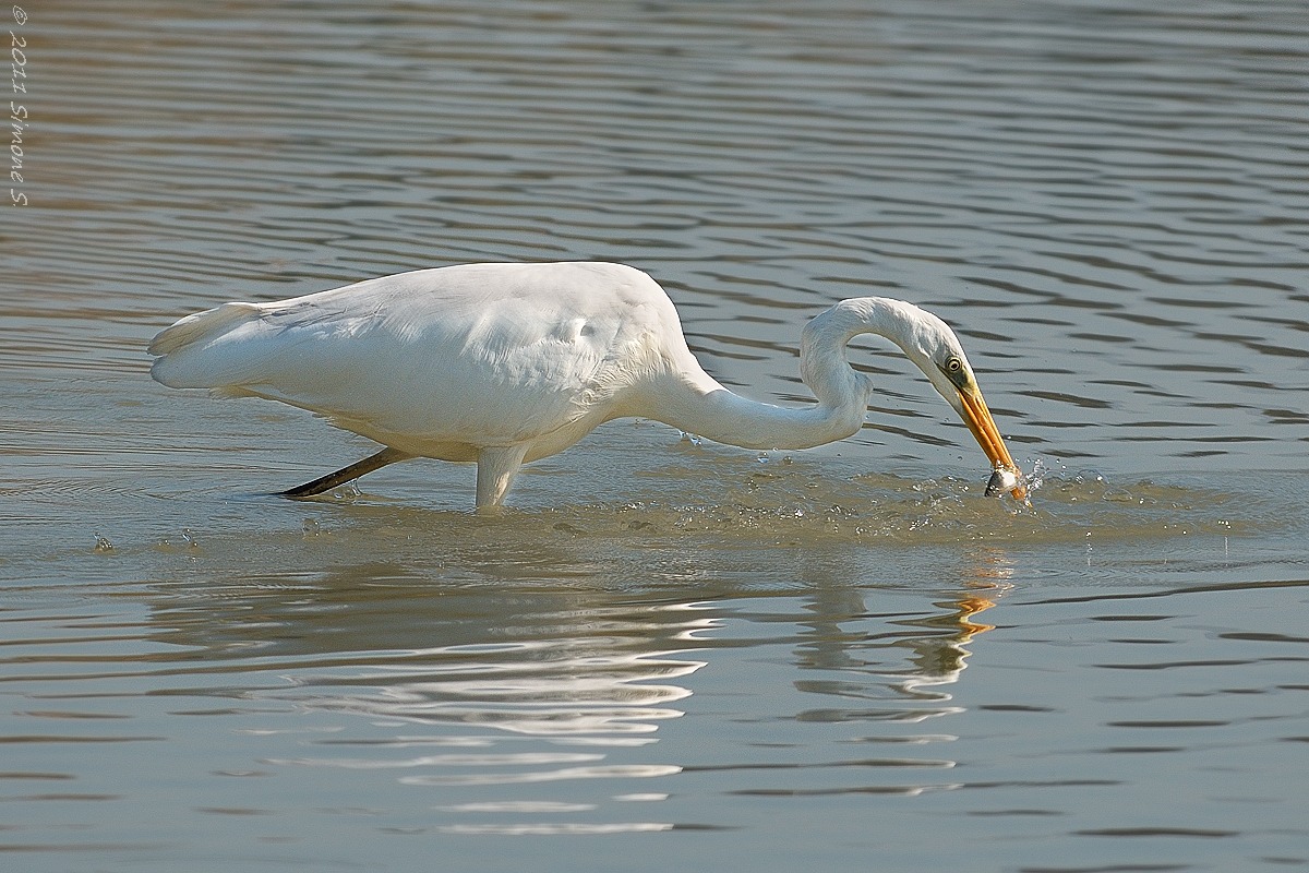 Great Egret (Casmerodius albus)