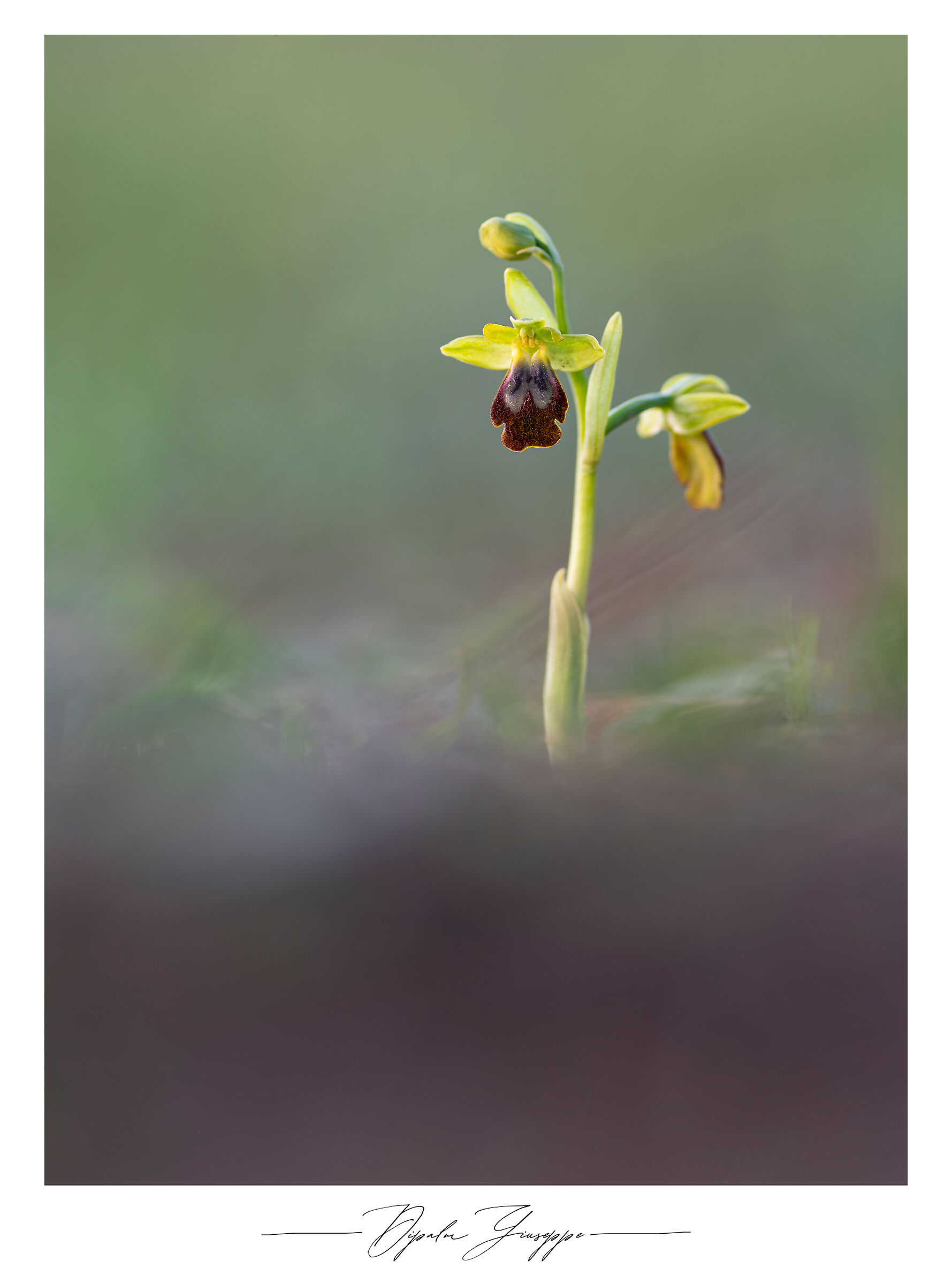 Ophrys fusca