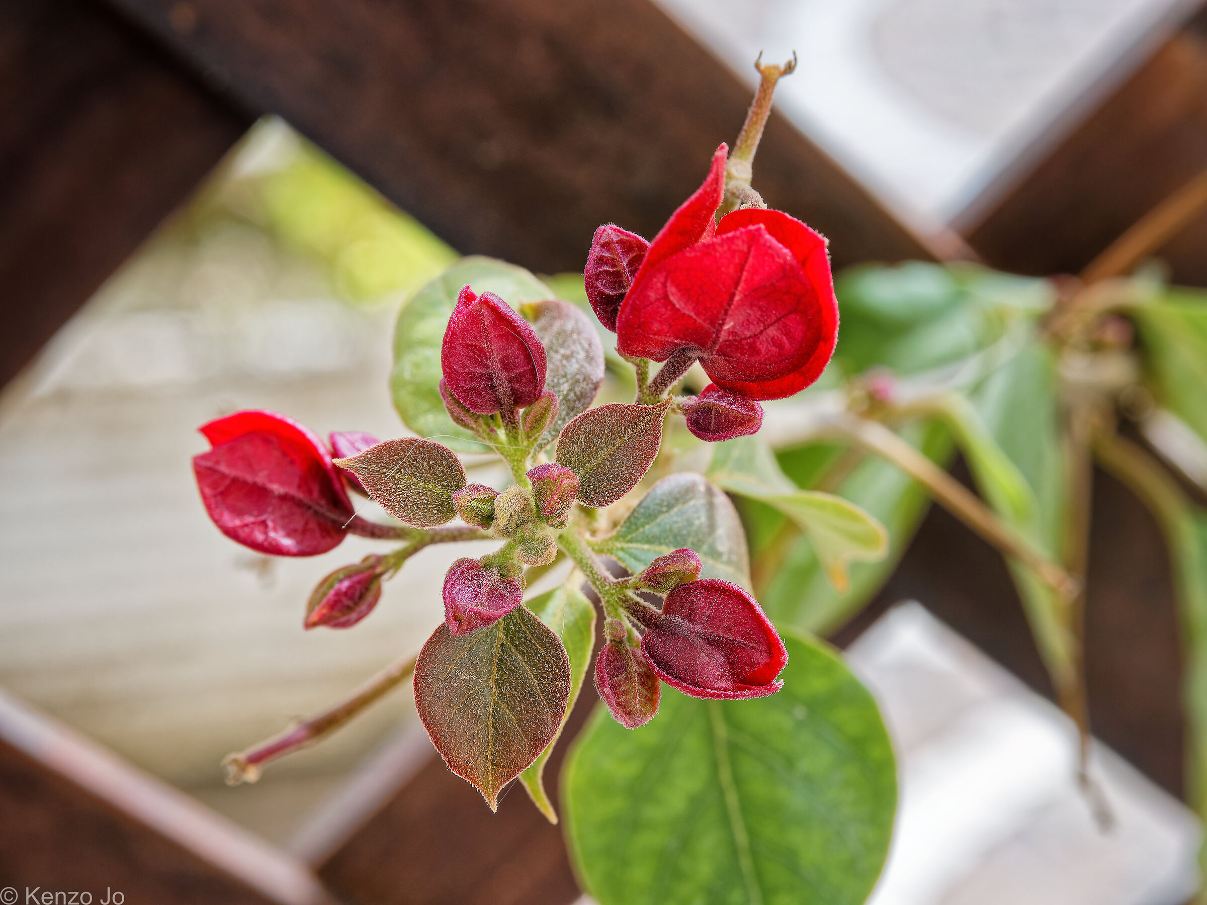 Ancora una volta vita: primavera 2024