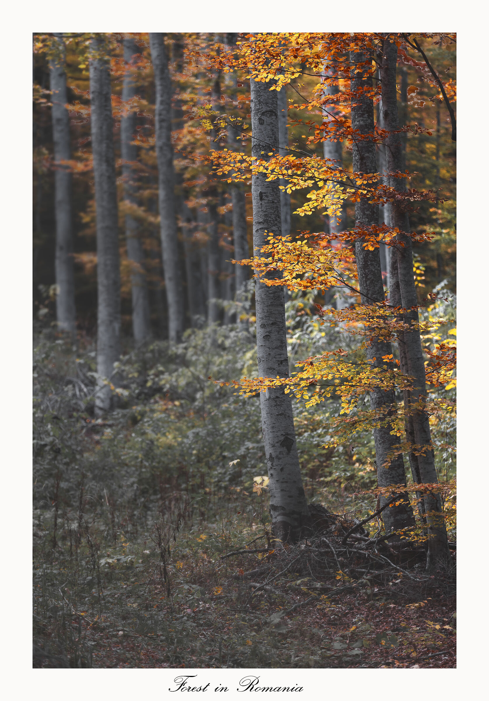 Romania Forest