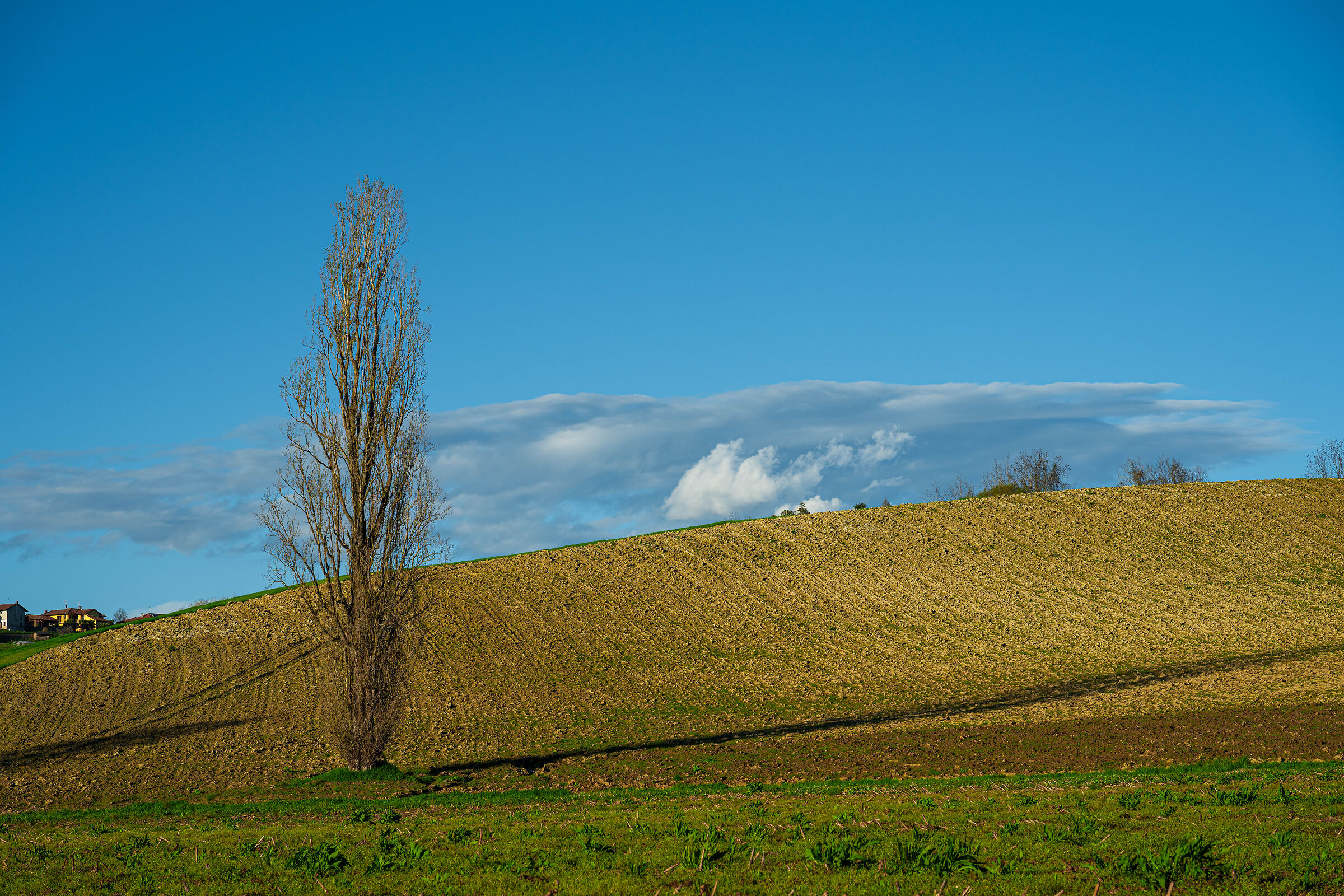 Montaldo