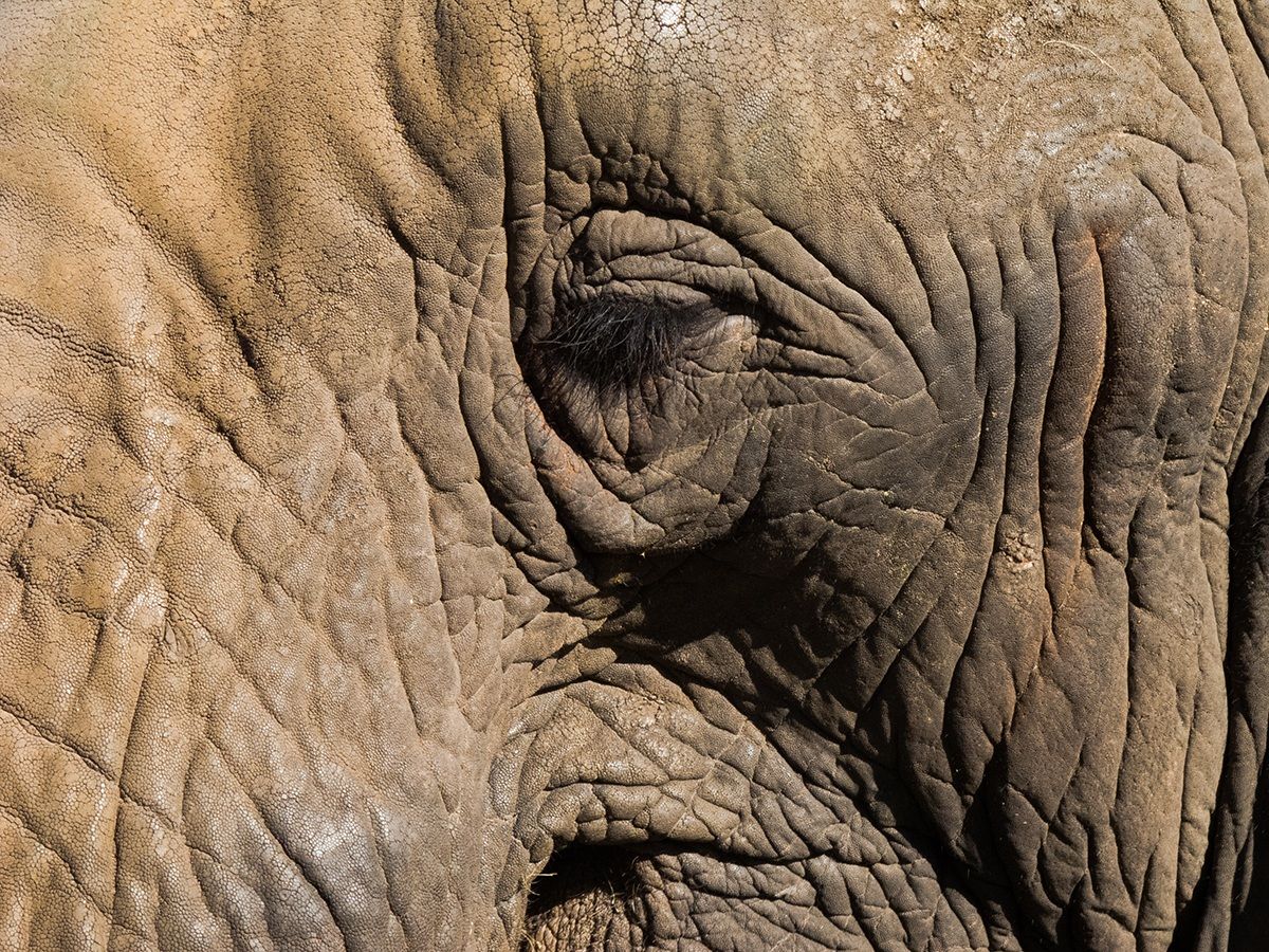 Elephant Eye