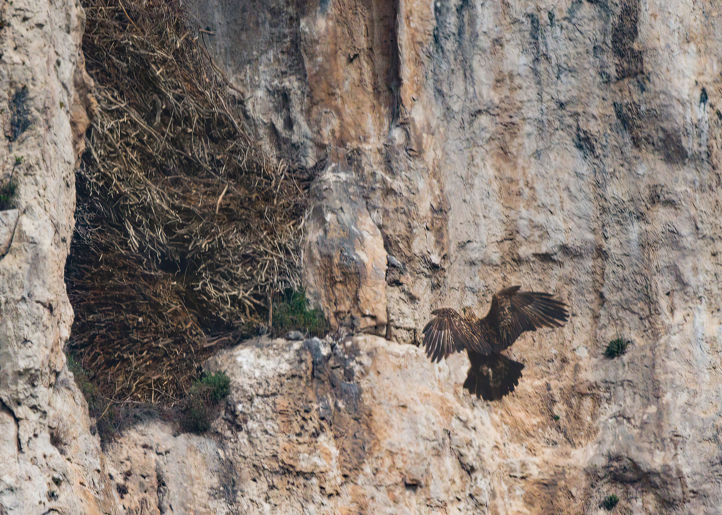Golden Eagle at the Furlo Gorge