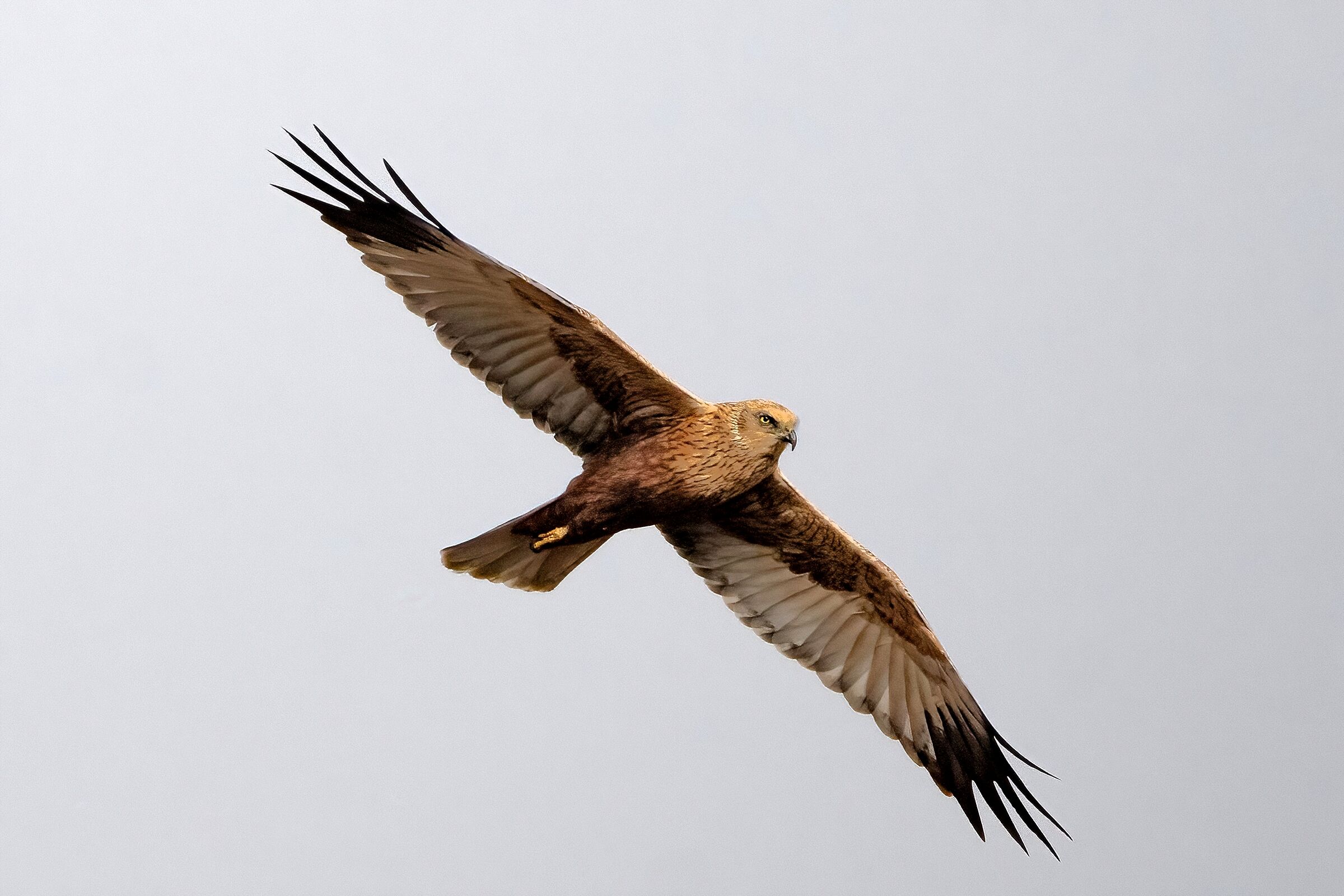 Marsh Harrier (Circus aeruginosus)
