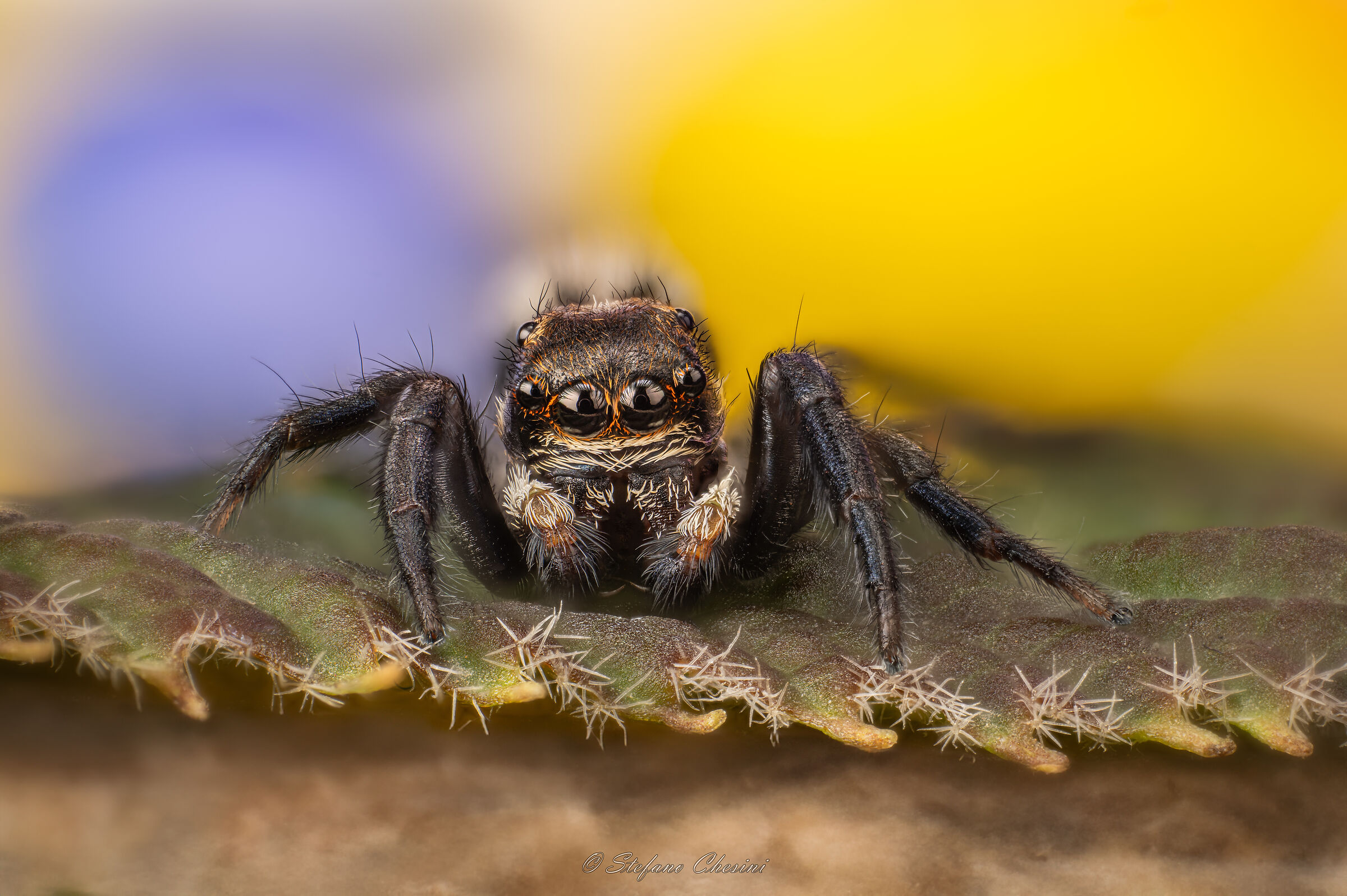 Jumping Spider
