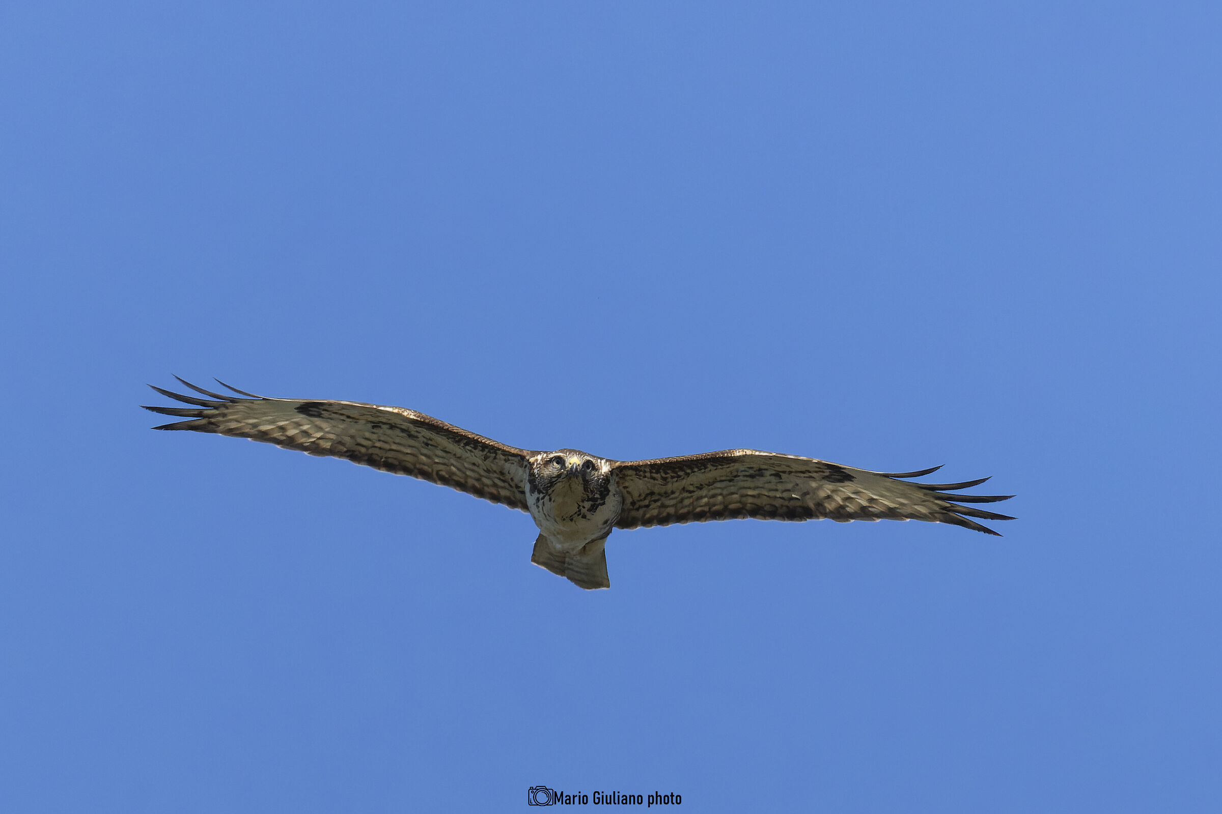 Buzzard