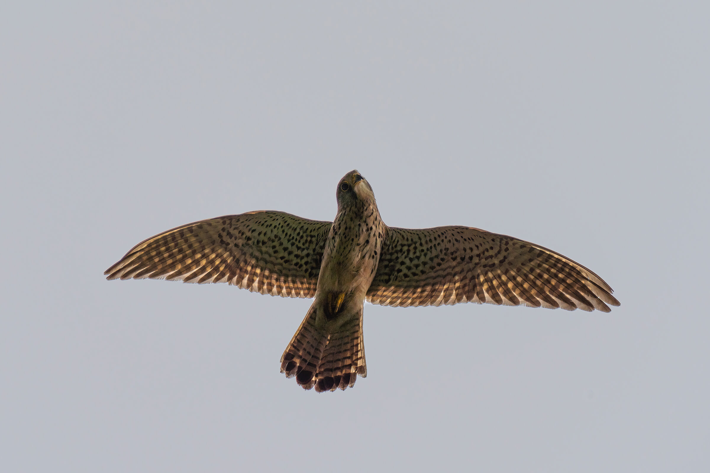 Kestrel