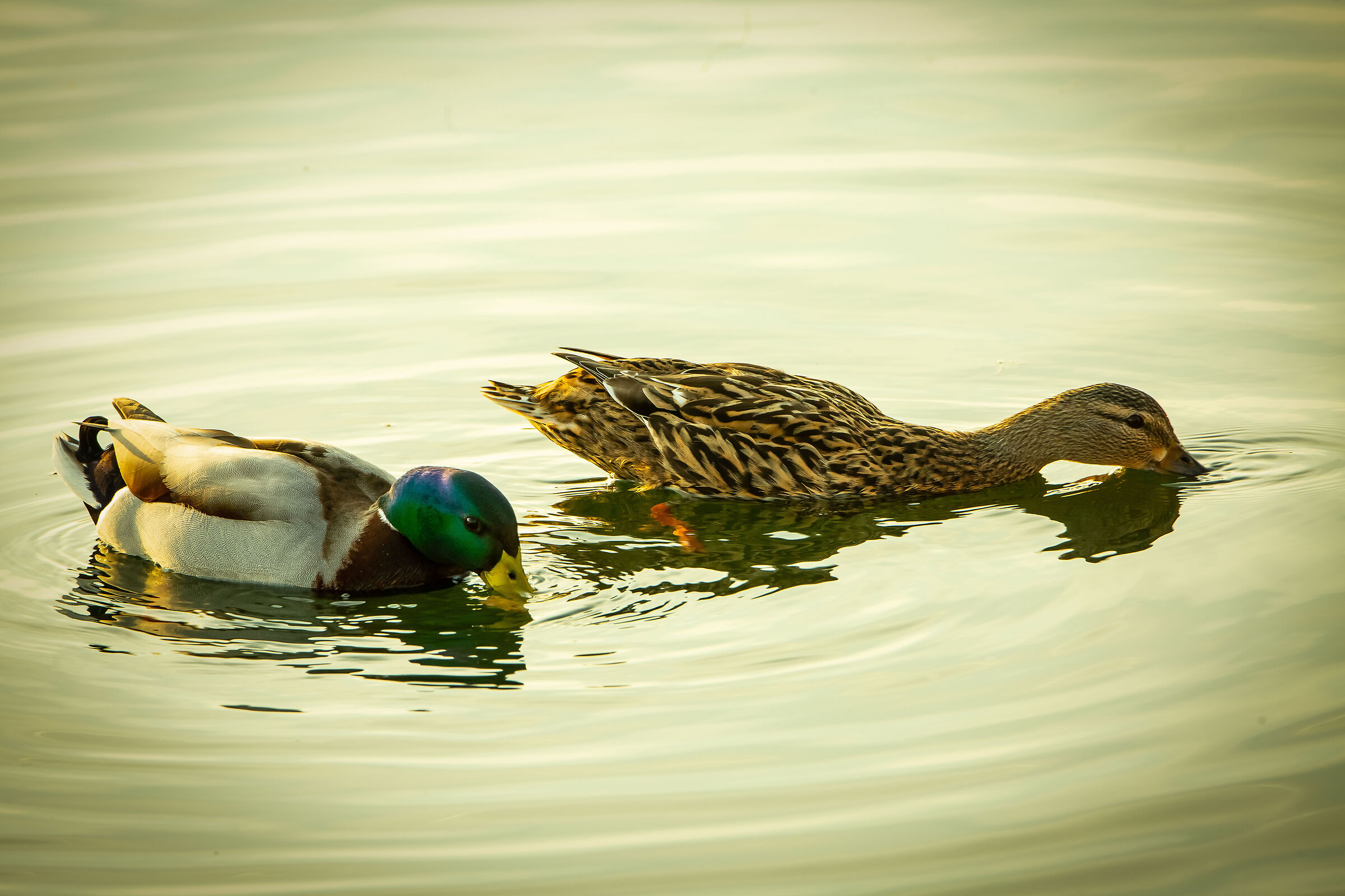 Il Primo che lo svuota ha vinto.. ! uno due tre via..!
