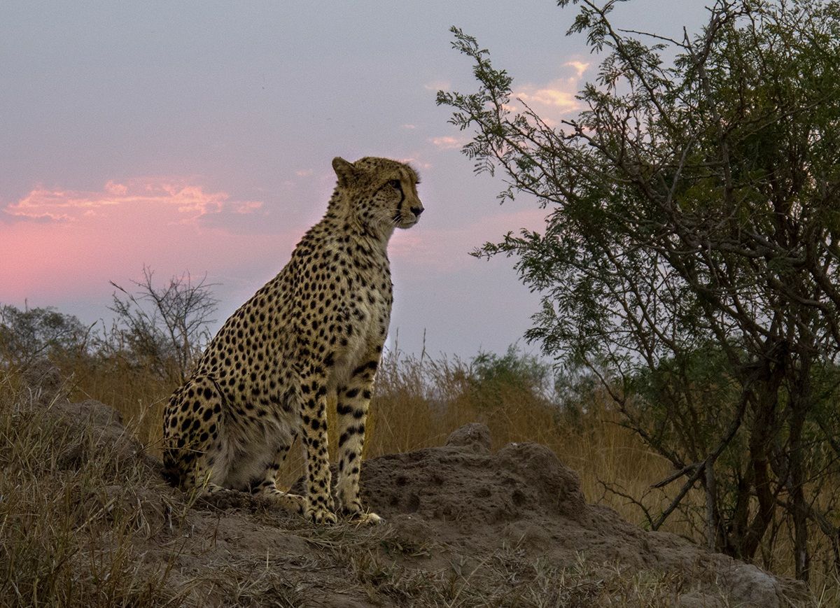 Hunting Cheetah