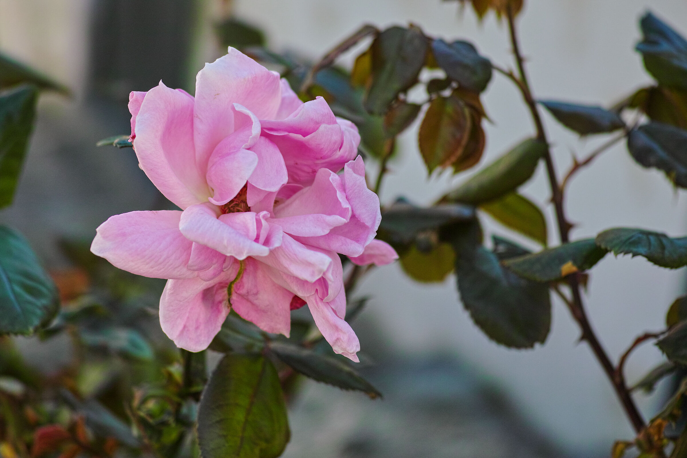 5 giorni fà mi avreste guardato in modo diverso...