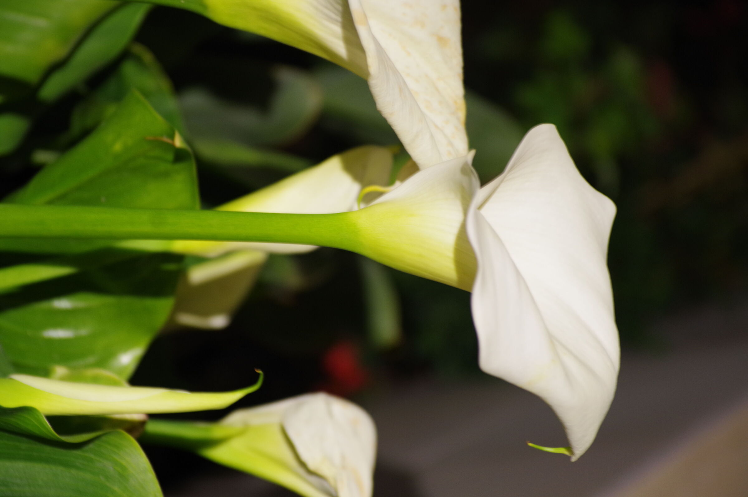 Fiori