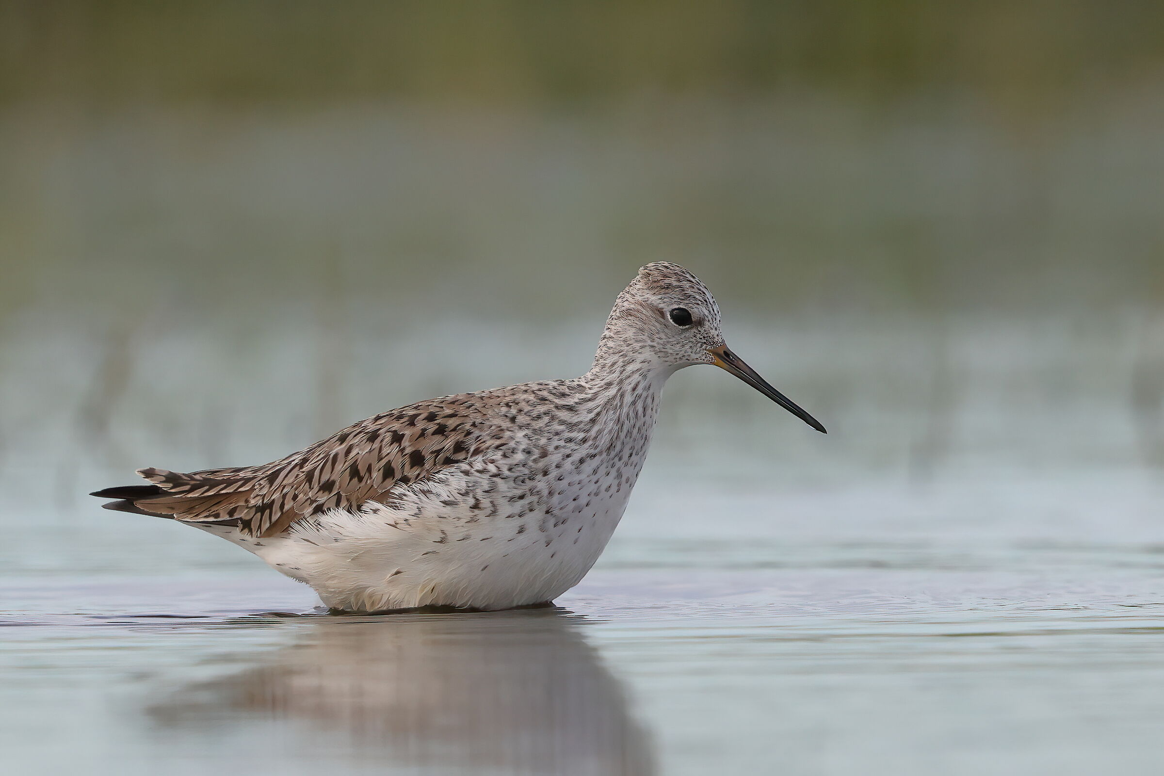 Marsh sandpiper