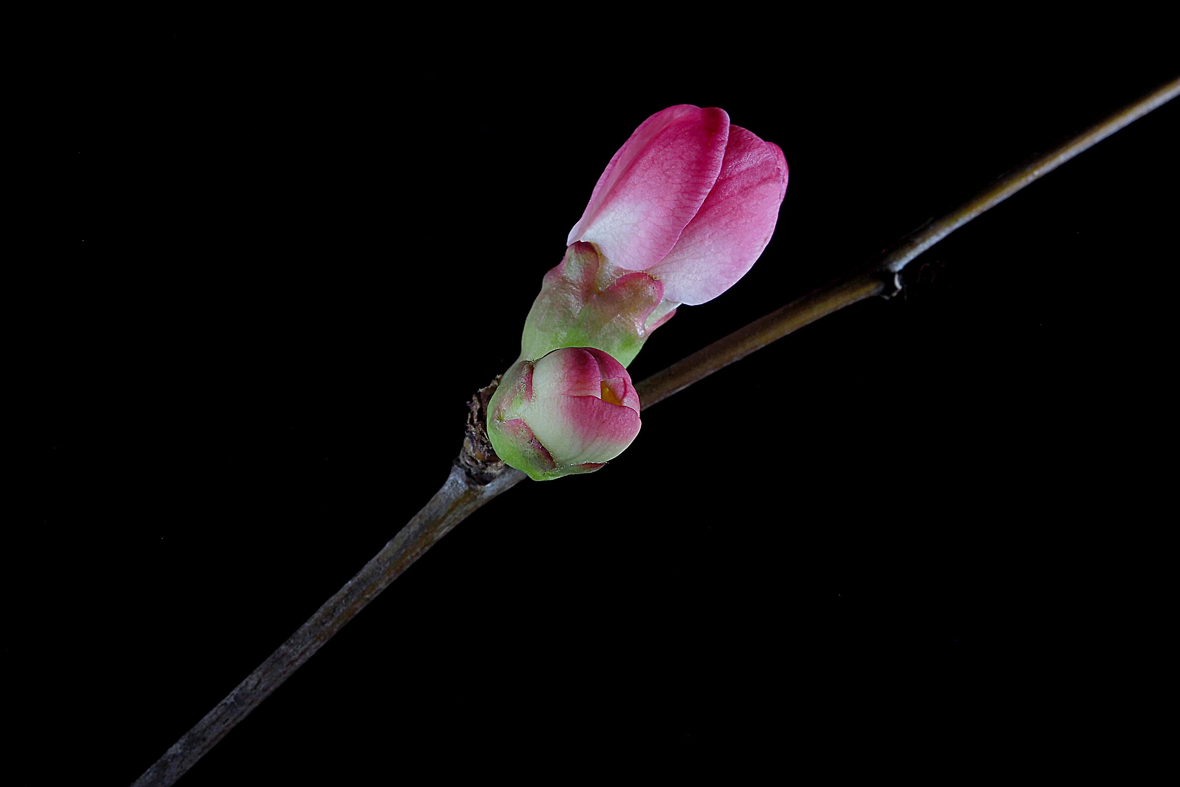 Accenno di primavera
