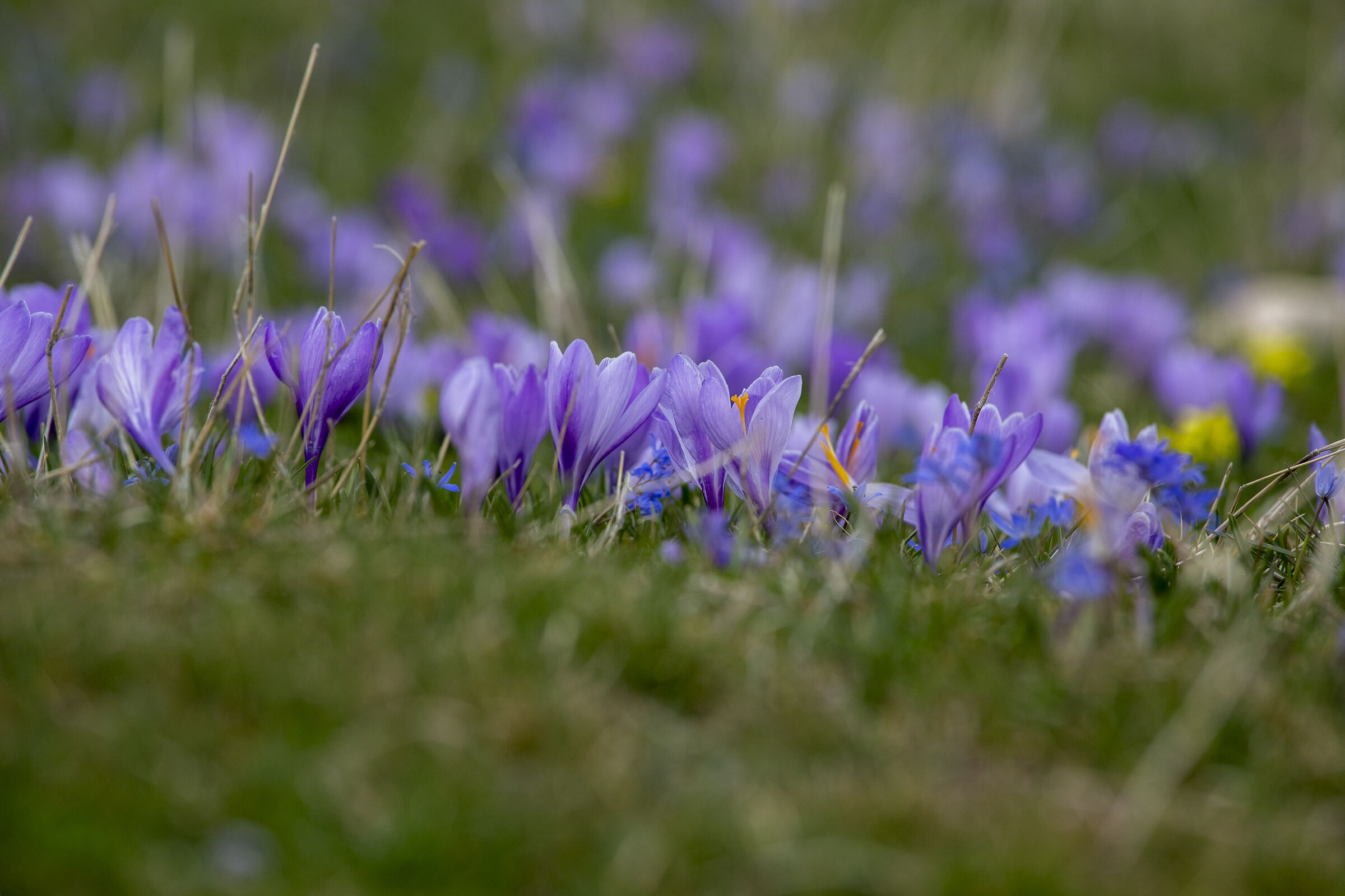 Crocus a Campo Imperatore