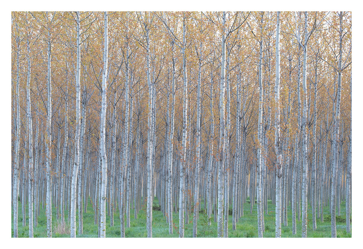 Estratti di primavera