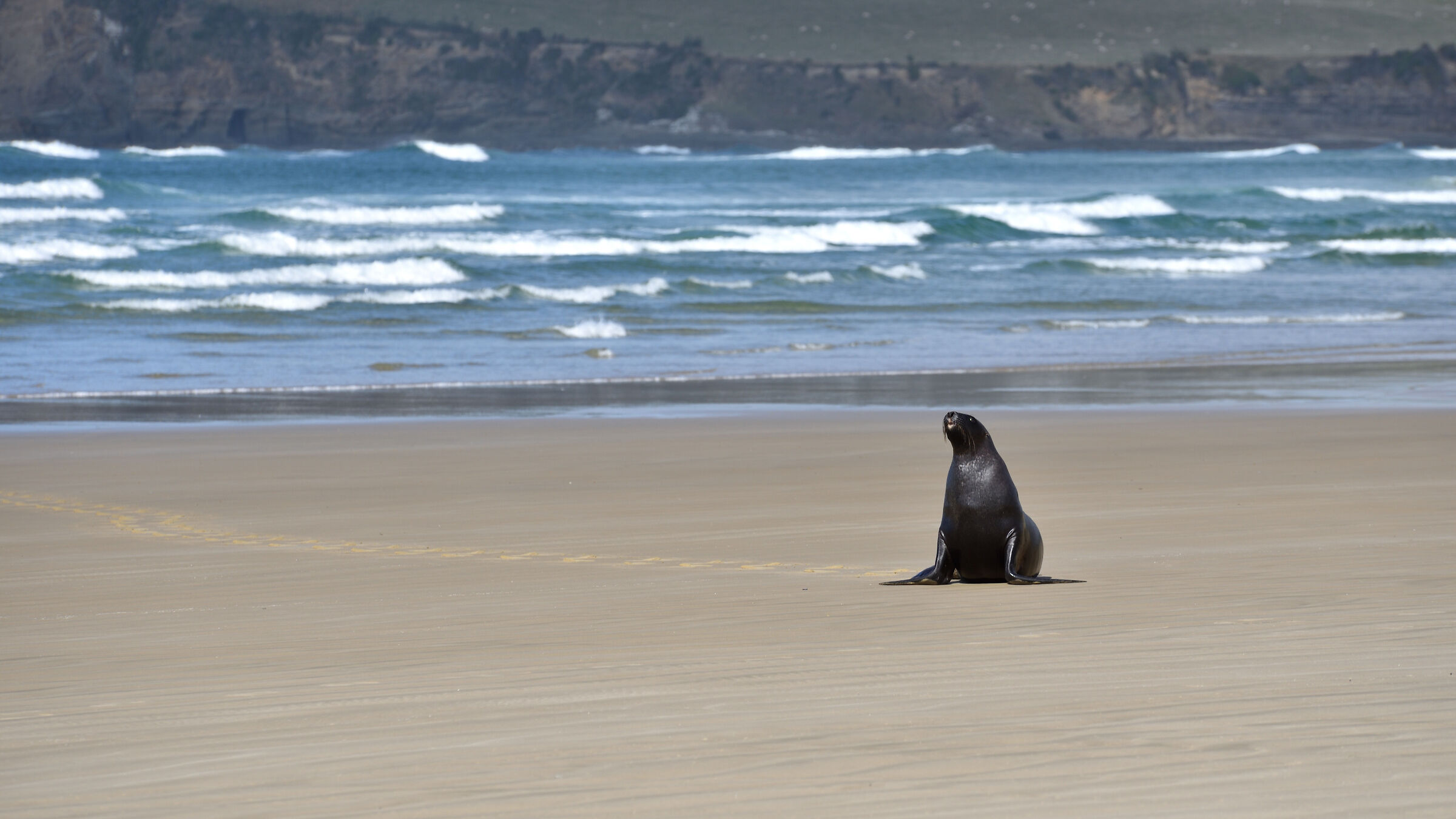 Sea Lion