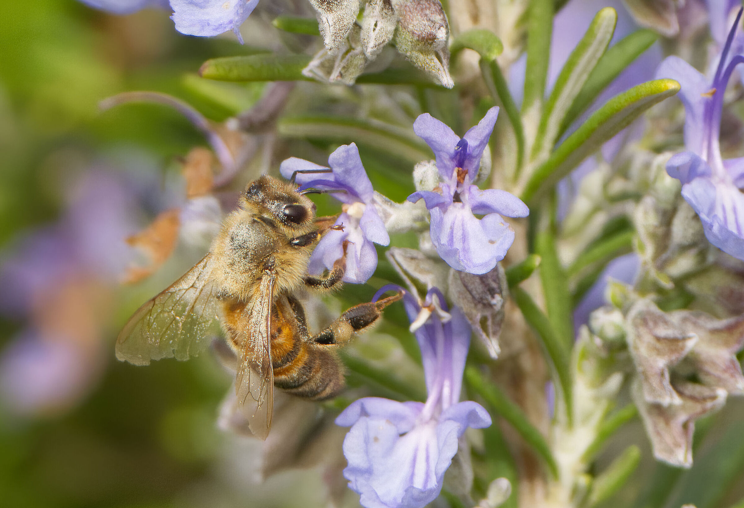 The bee on rosemary