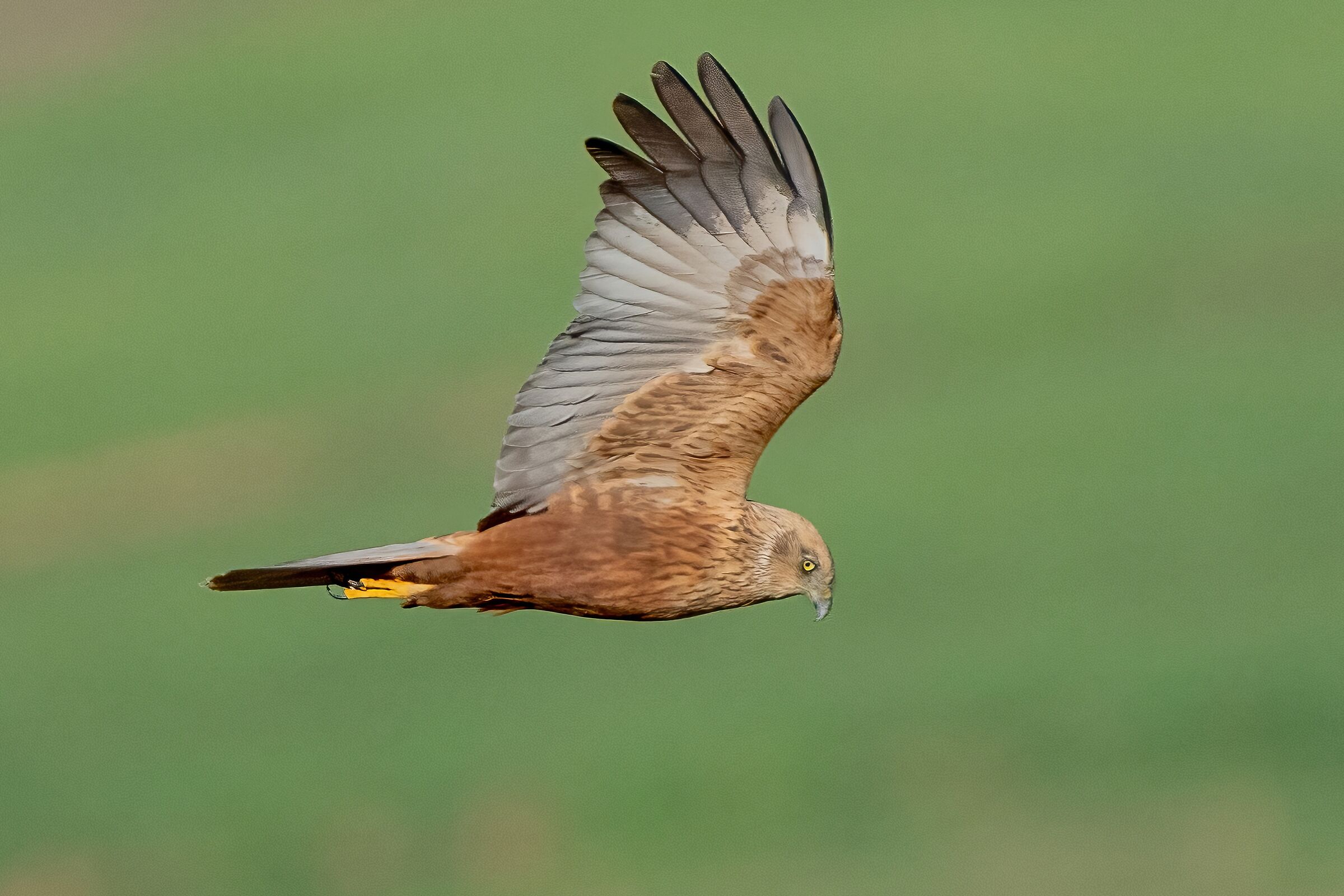 Marsh Harrier (Circus aeruginosus) Male