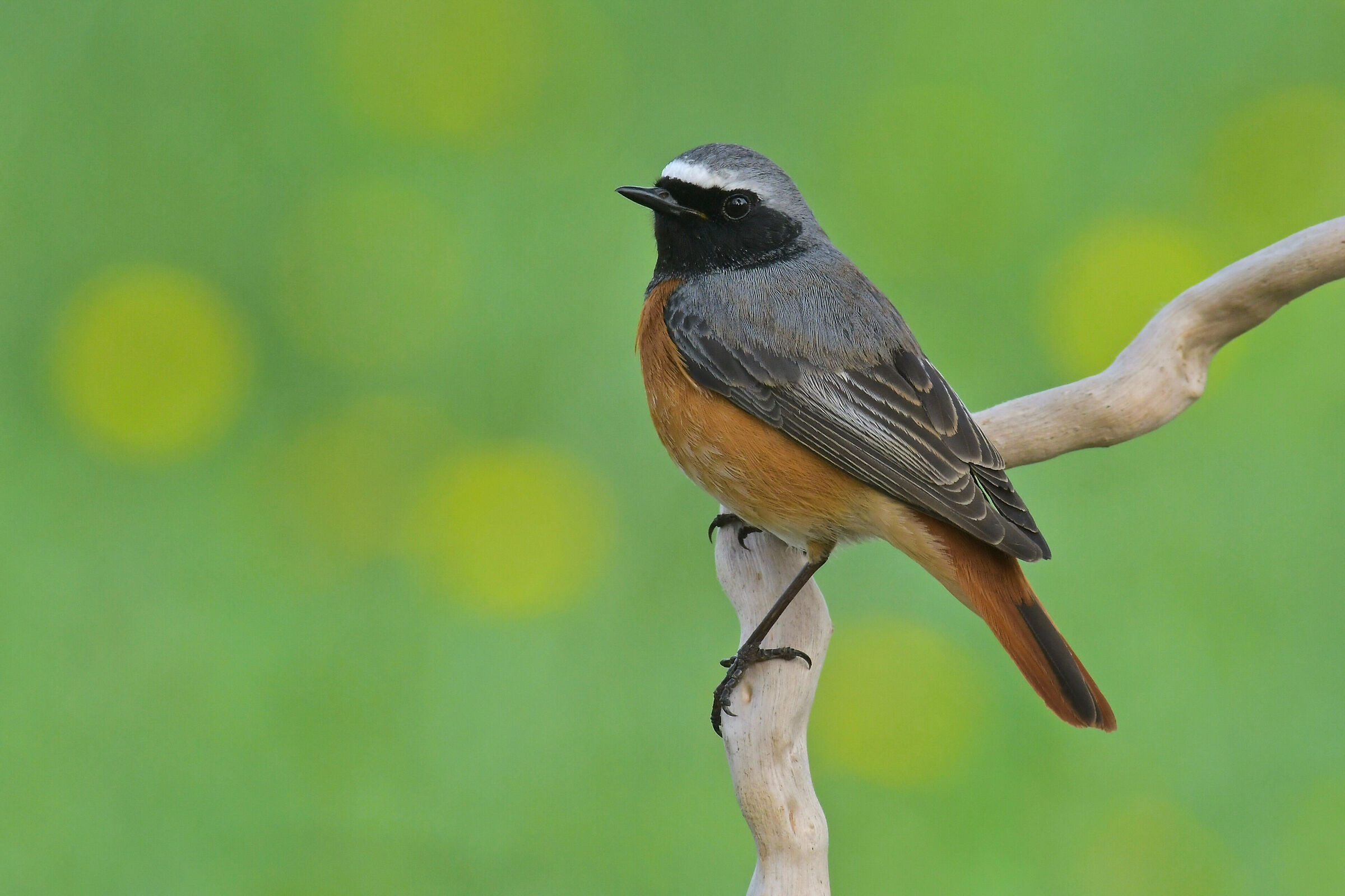 Common Redstart