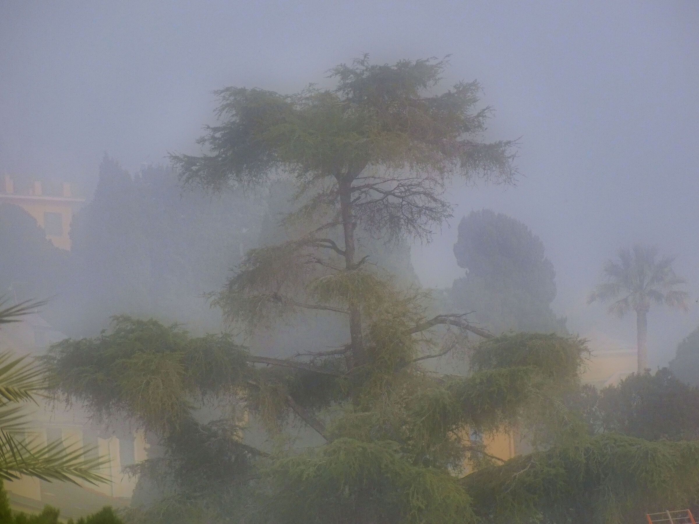 Caligo to Genova Nervi