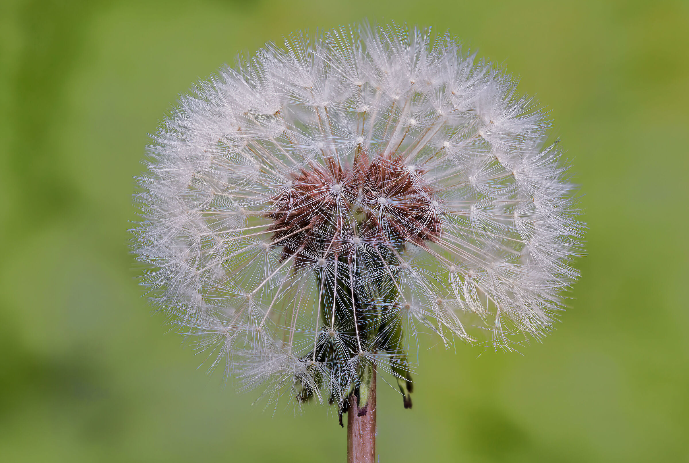 Dandelion