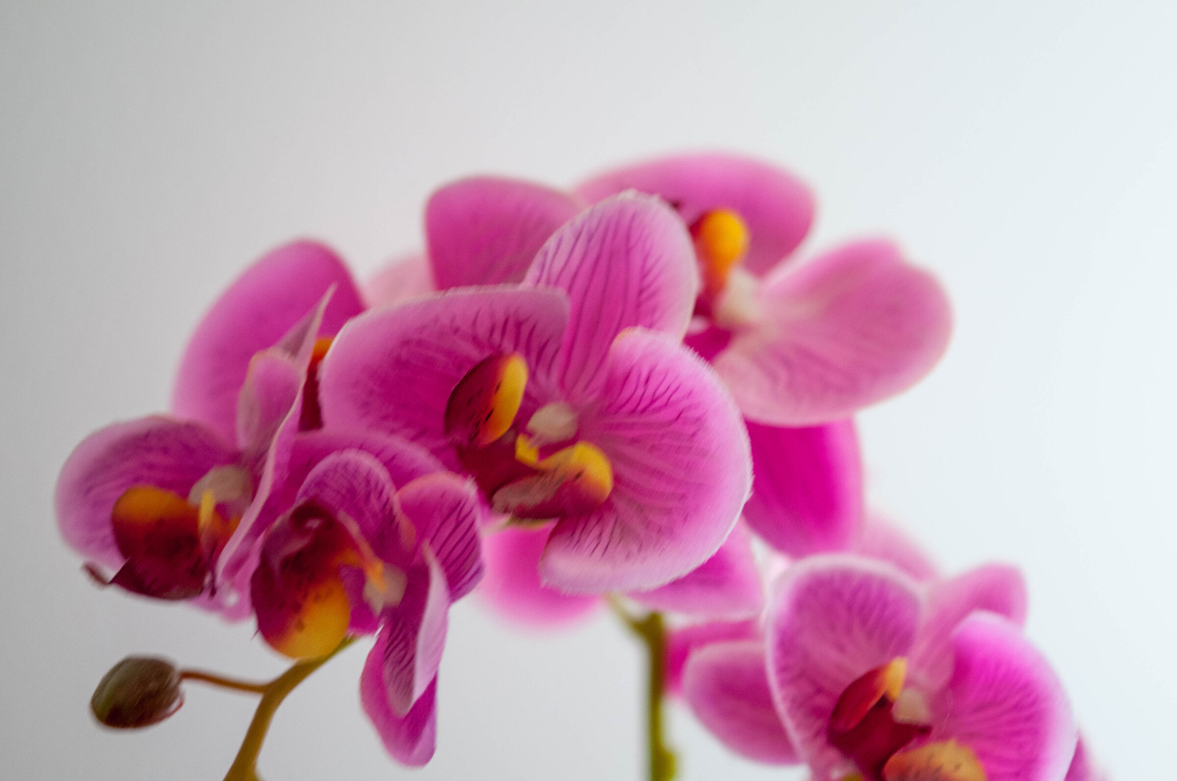 Orchidea Phalaenopsis Fucsia