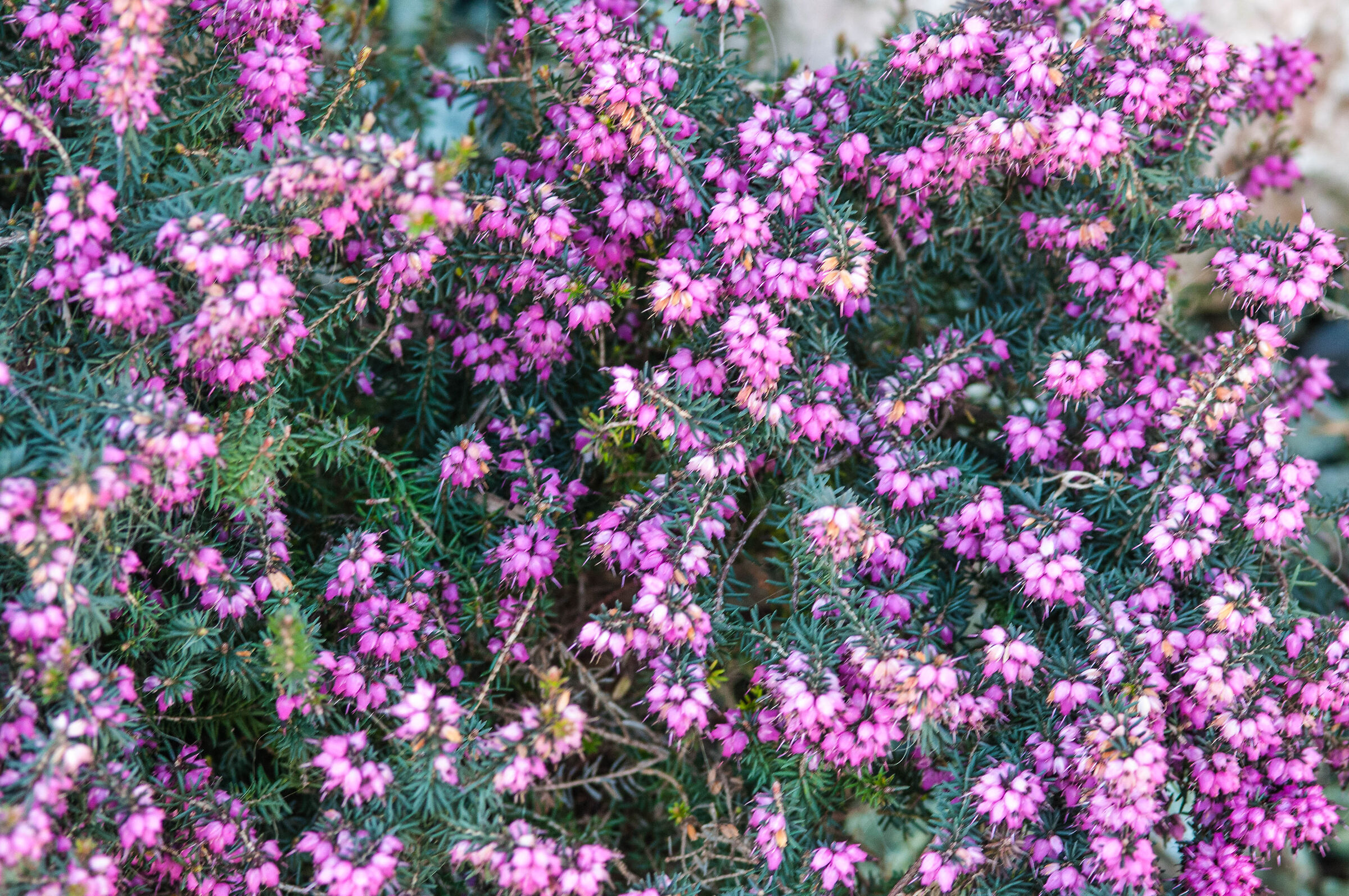 Erica Carnea "Piantina di marzo"