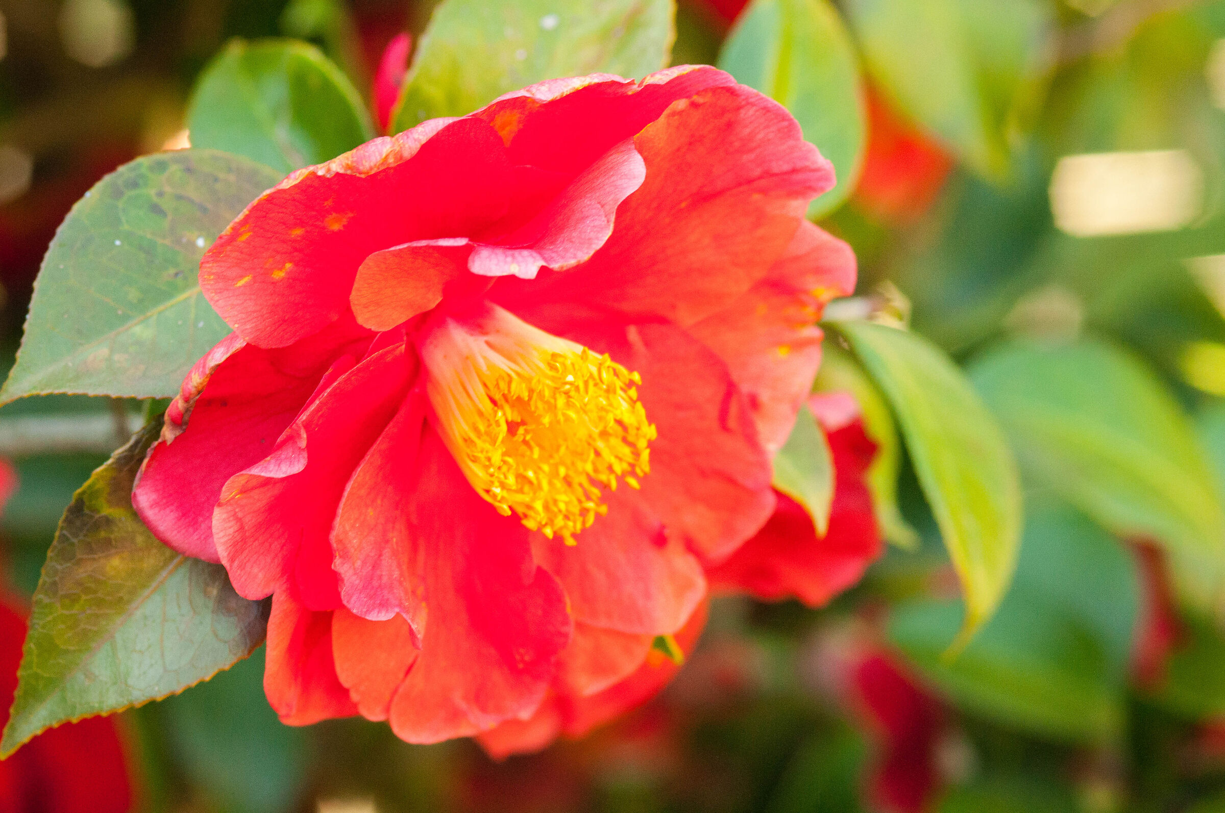 Camellia japonica