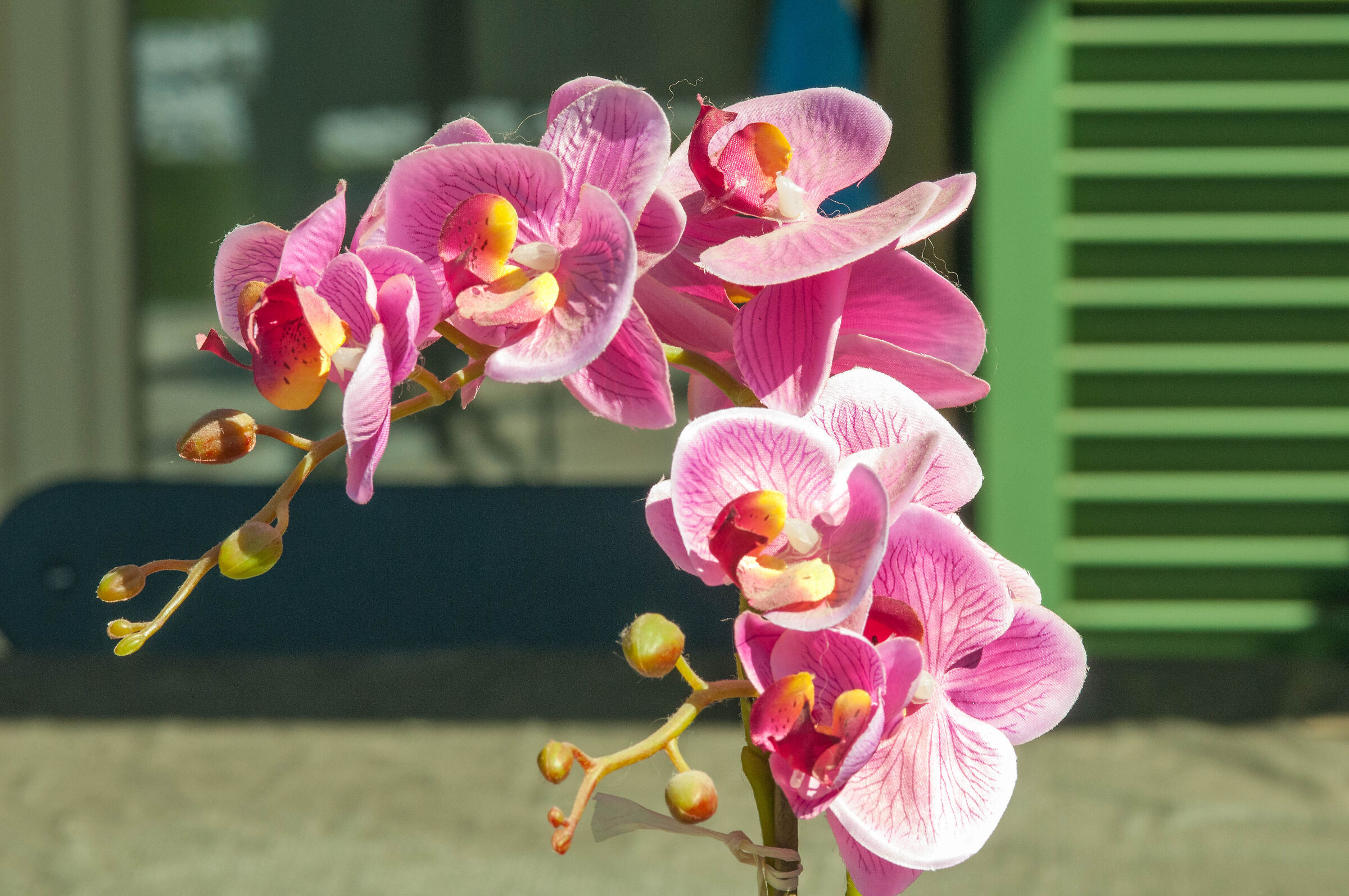 Orchidea Phalaenopsis Fucsia