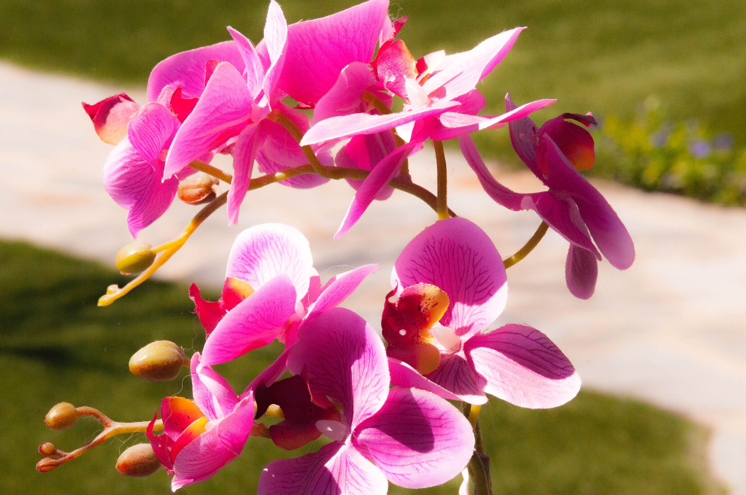 Orchidea Phalaenopsis Fucsia