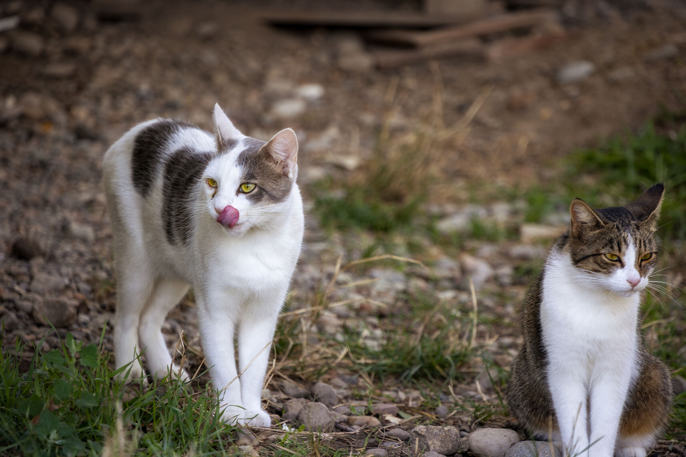Cats at the shelter