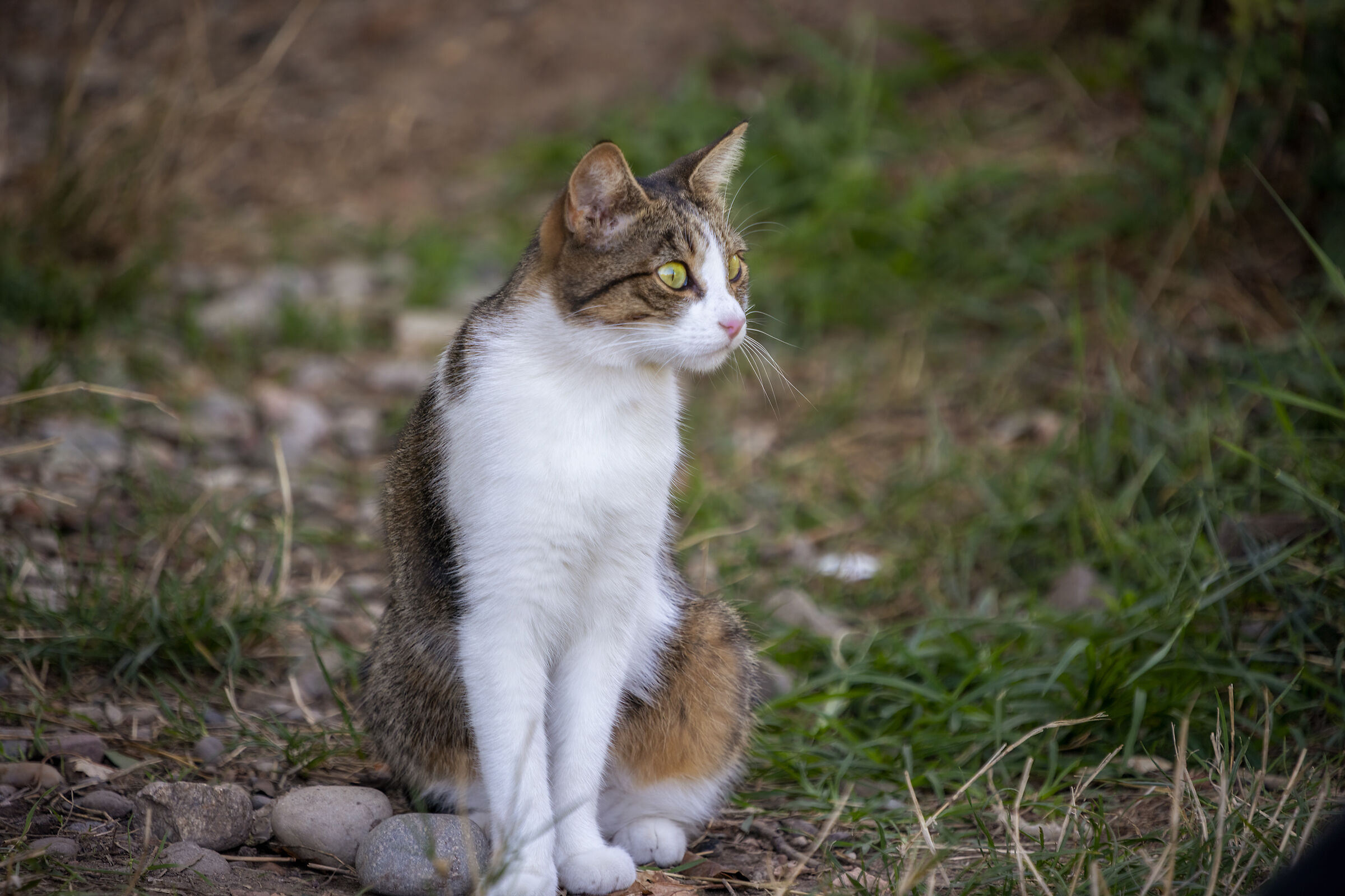 Cats at the shelter