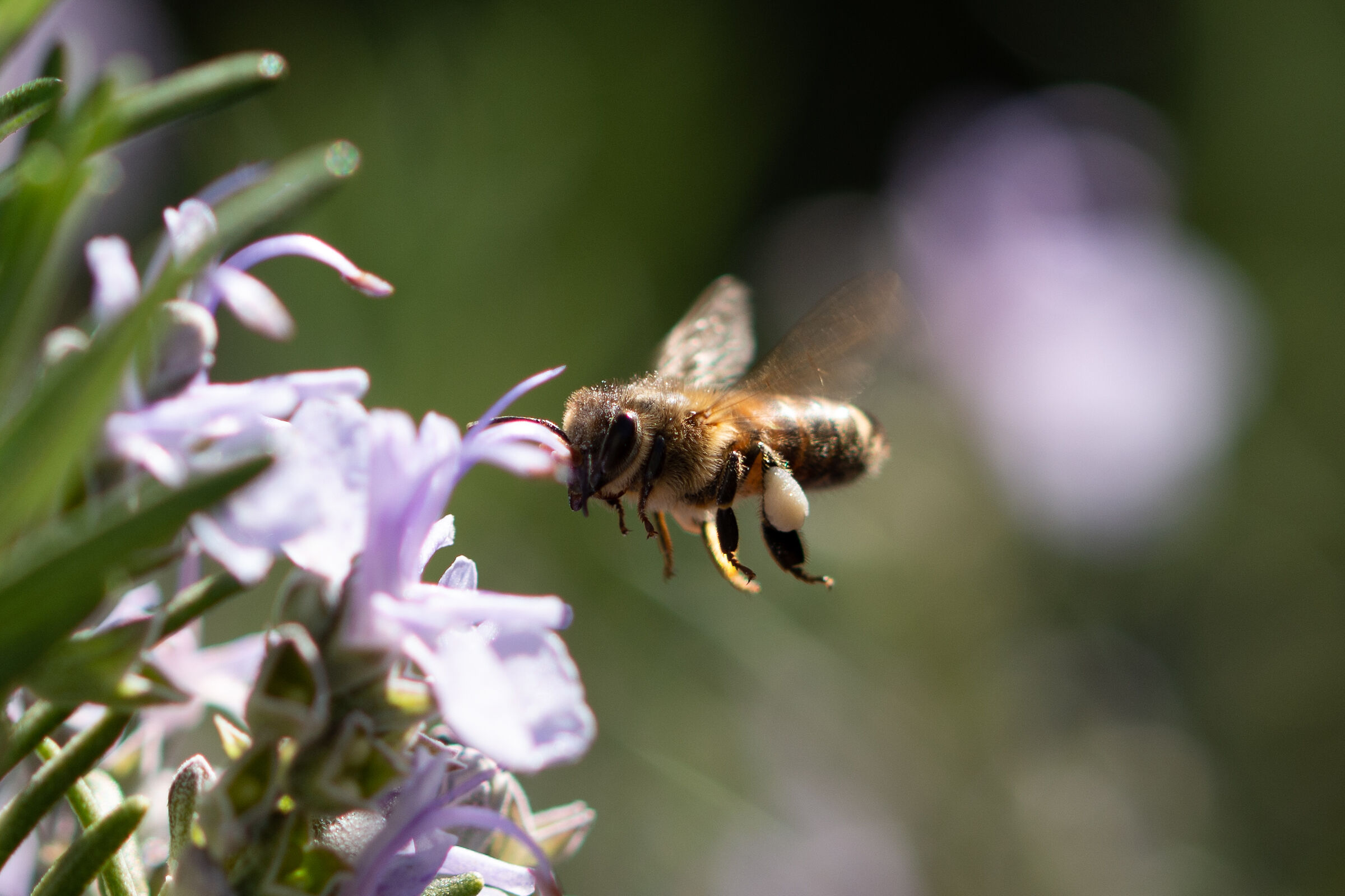 The Bee