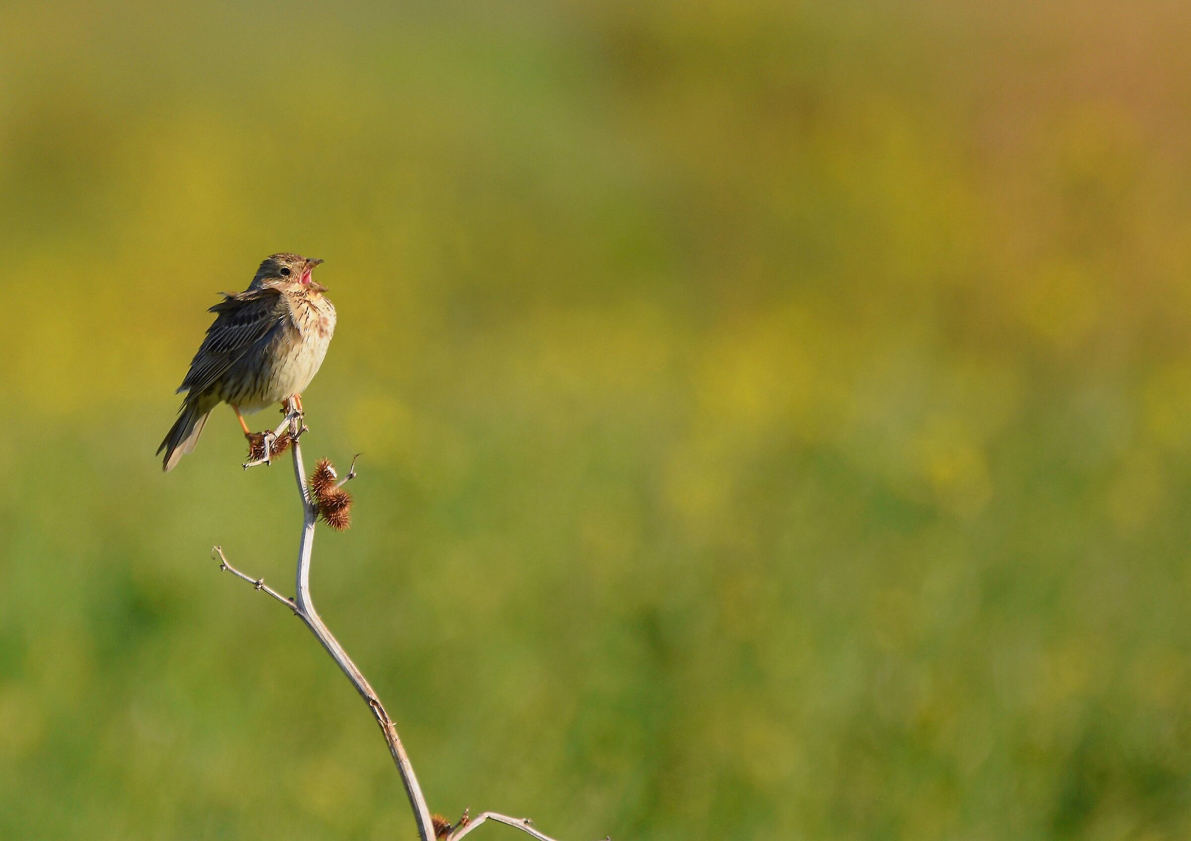 Strillozzo apocalittico...